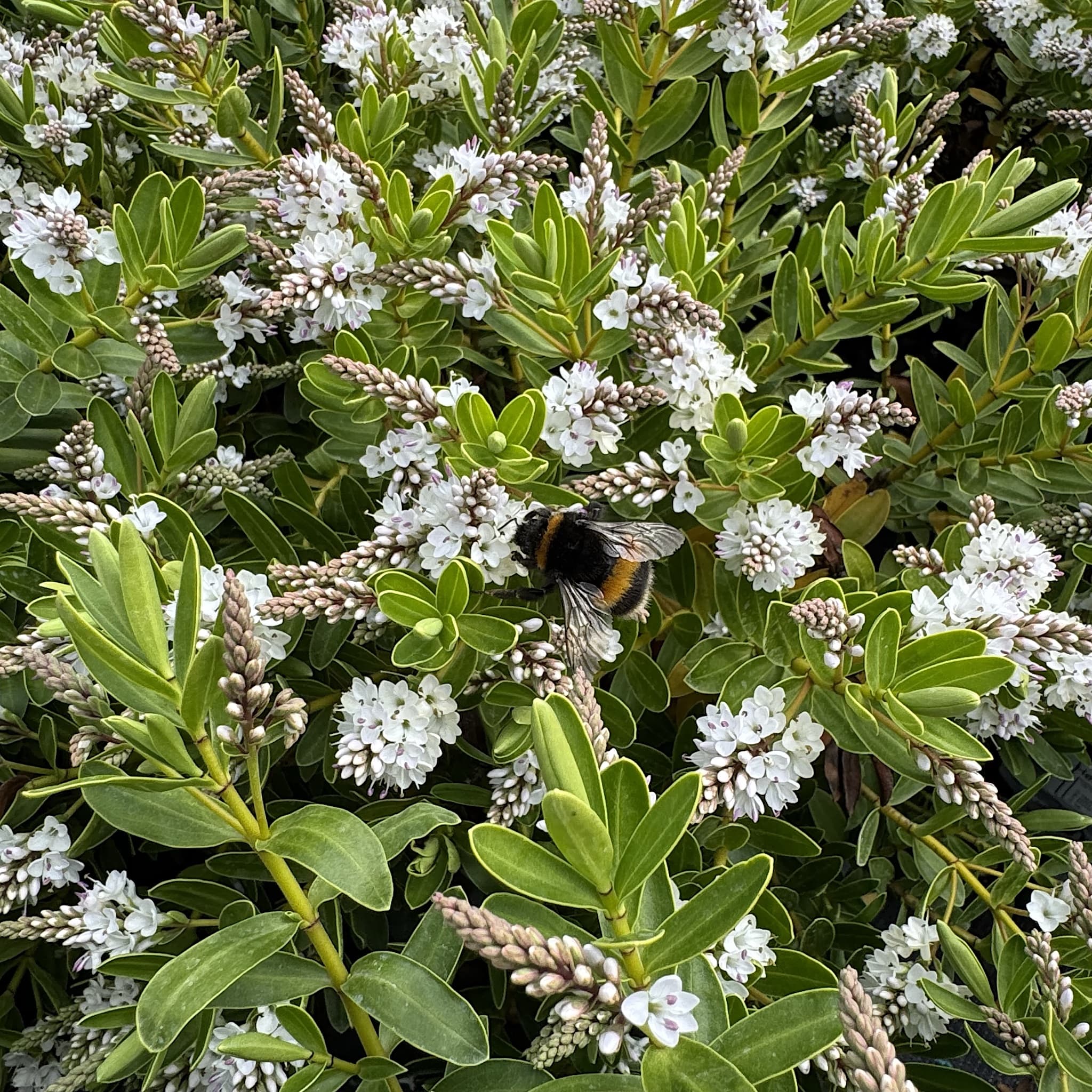 Hebe ‘Wiri Mist’