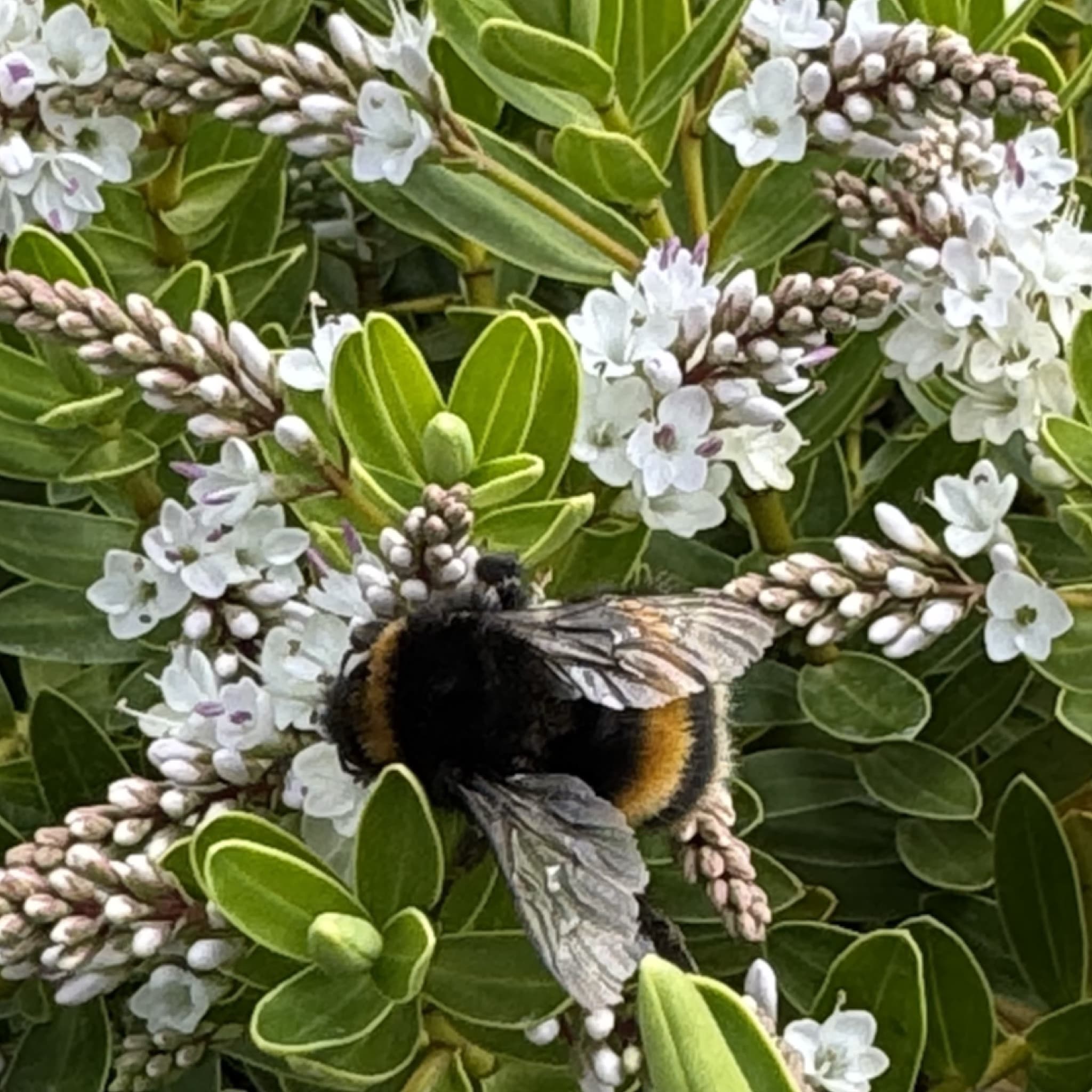 Hebe ‘Wiri Mist’