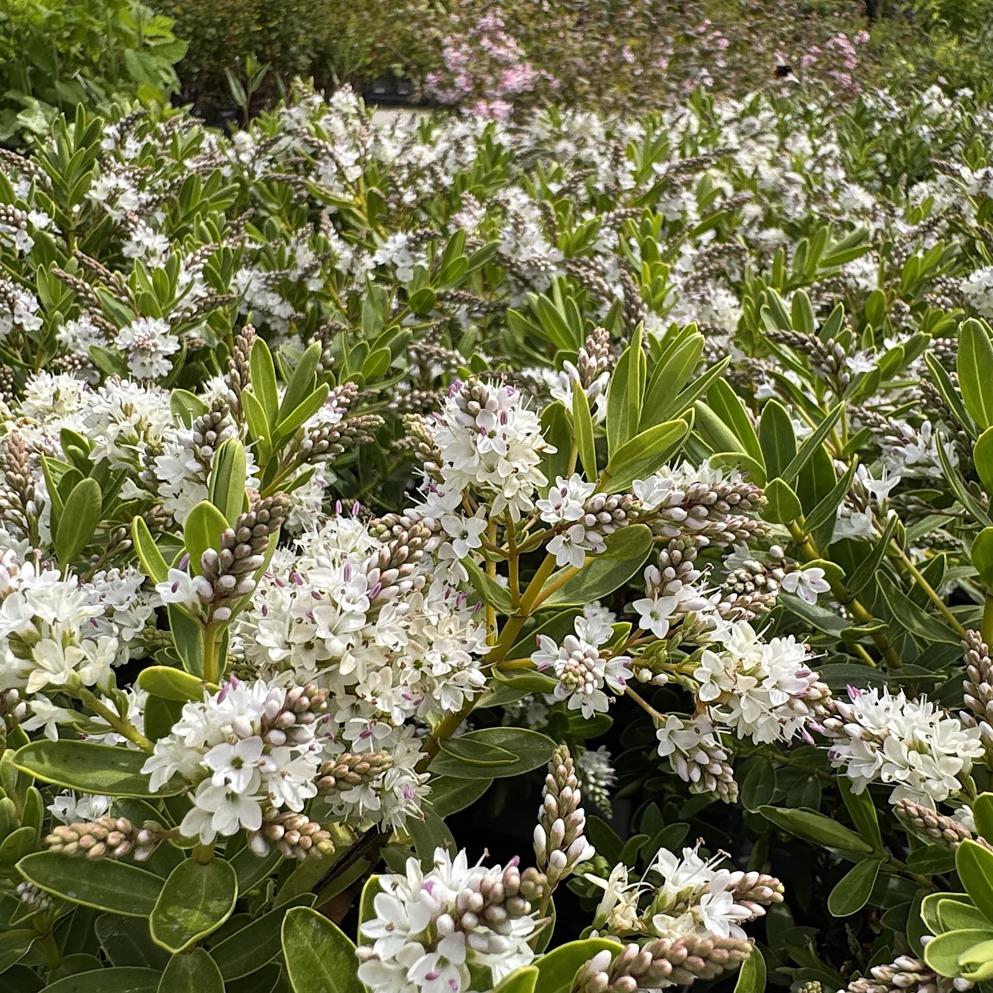 Hebe ‘Wiri Mist’
