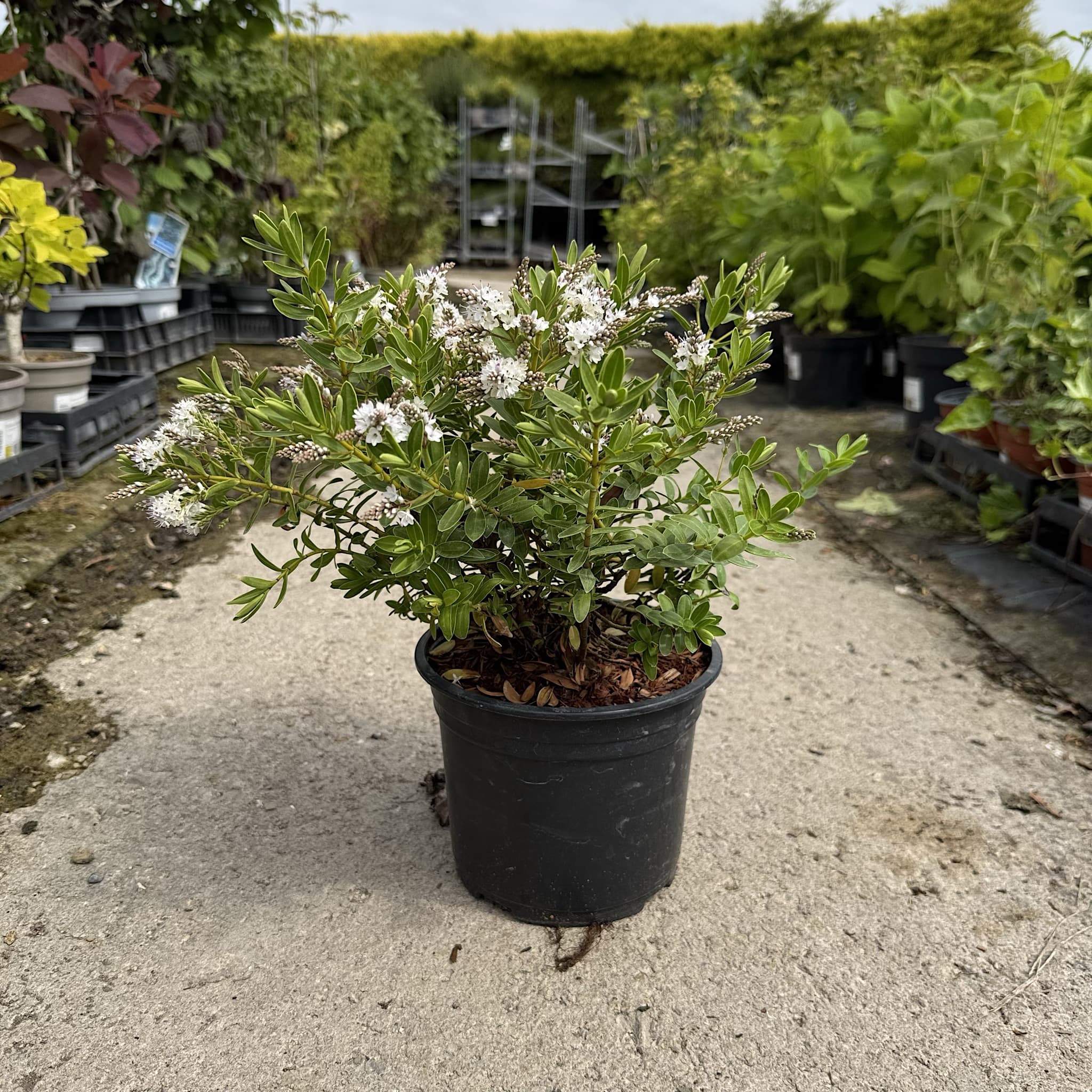 Hebe ‘Wiri Mist’