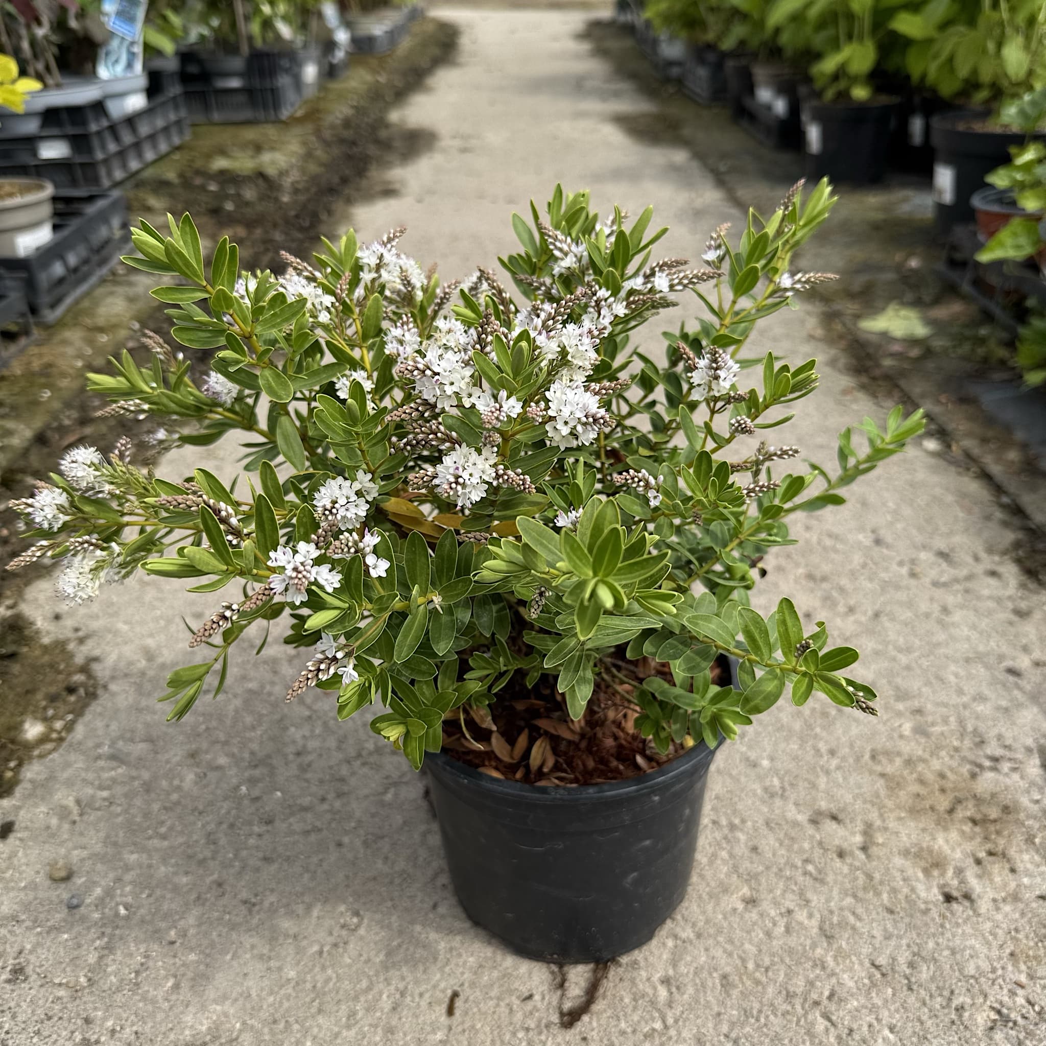 Hebe ‘Wiri Mist’