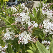 Hebe ‘Wiri Mist’