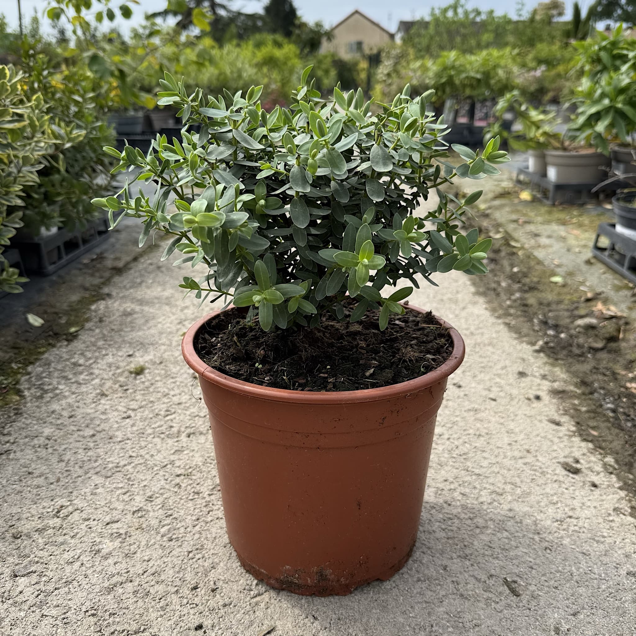Hebe albicans 'Red Edge'