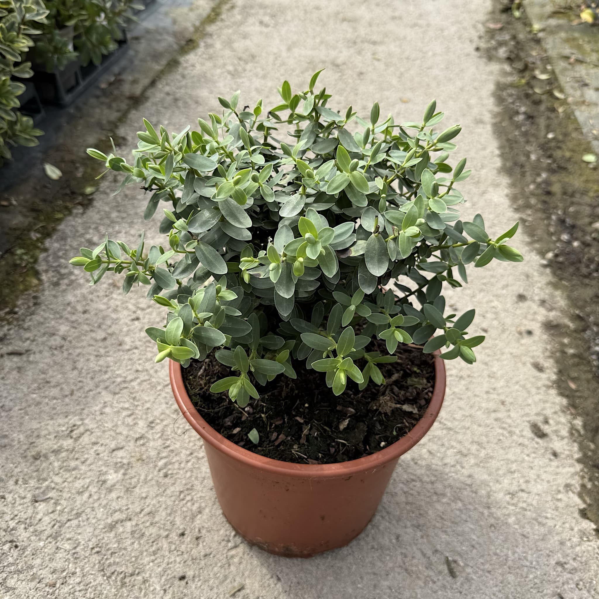 Hebe albicans 'Red Edge'