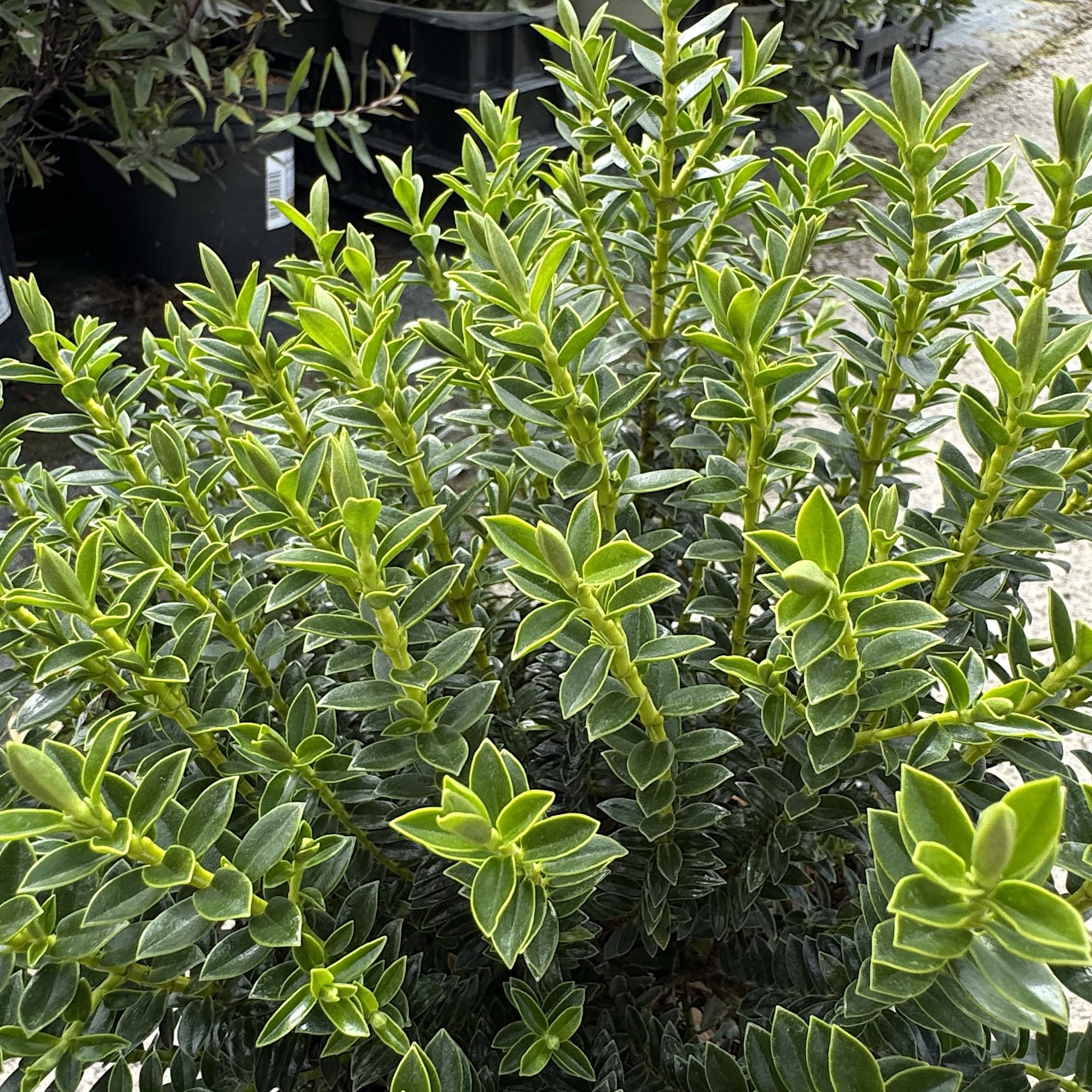 Hebe 'New Zealand'