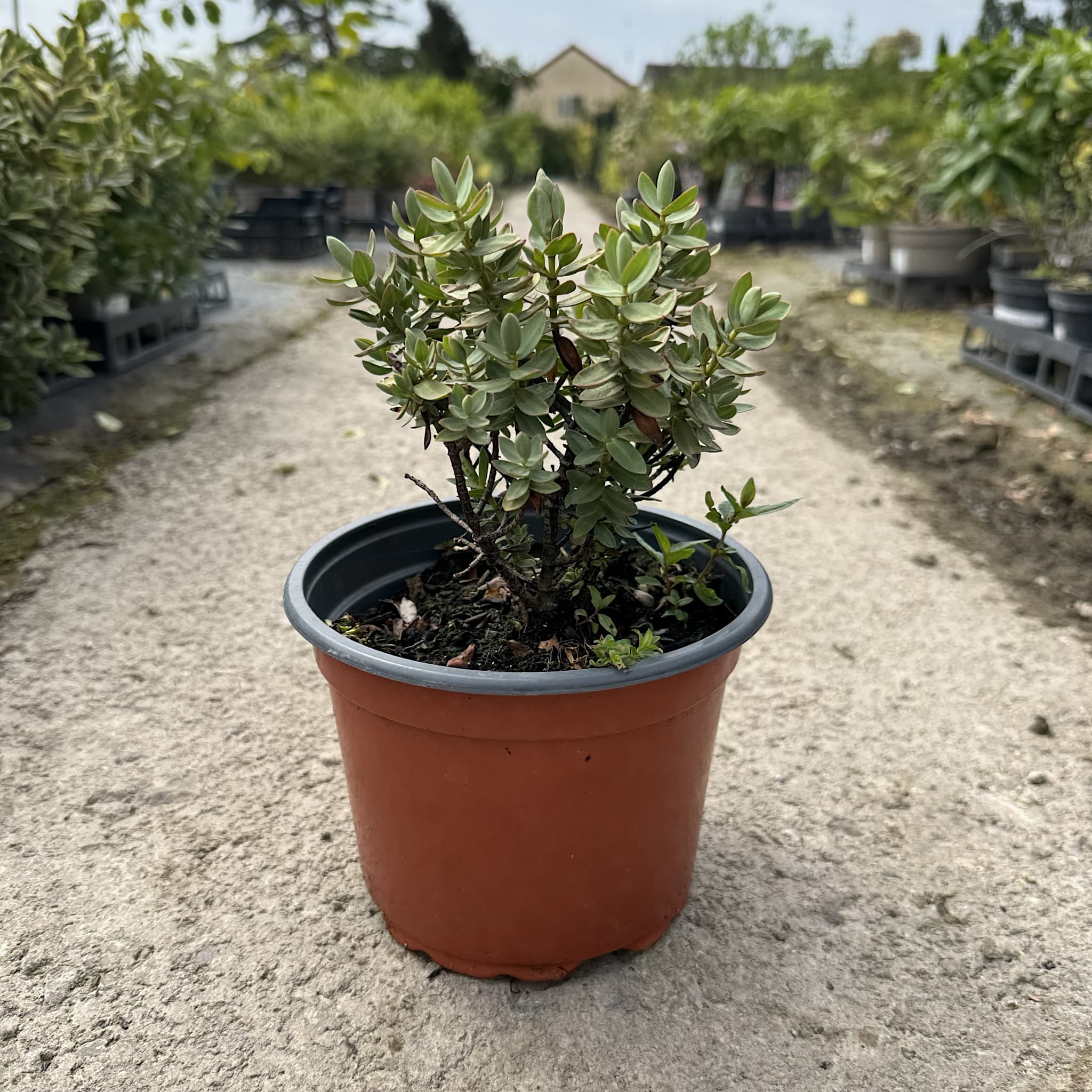 Hebe albicans 'Red Edge'