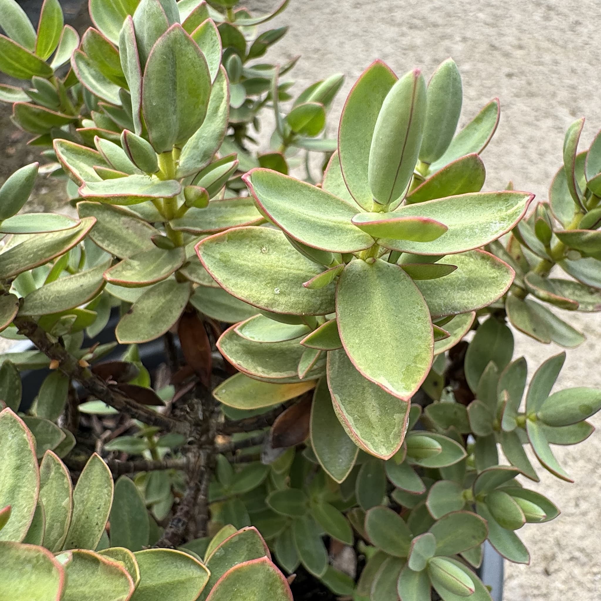 Hebe albicans 'Red Edge'