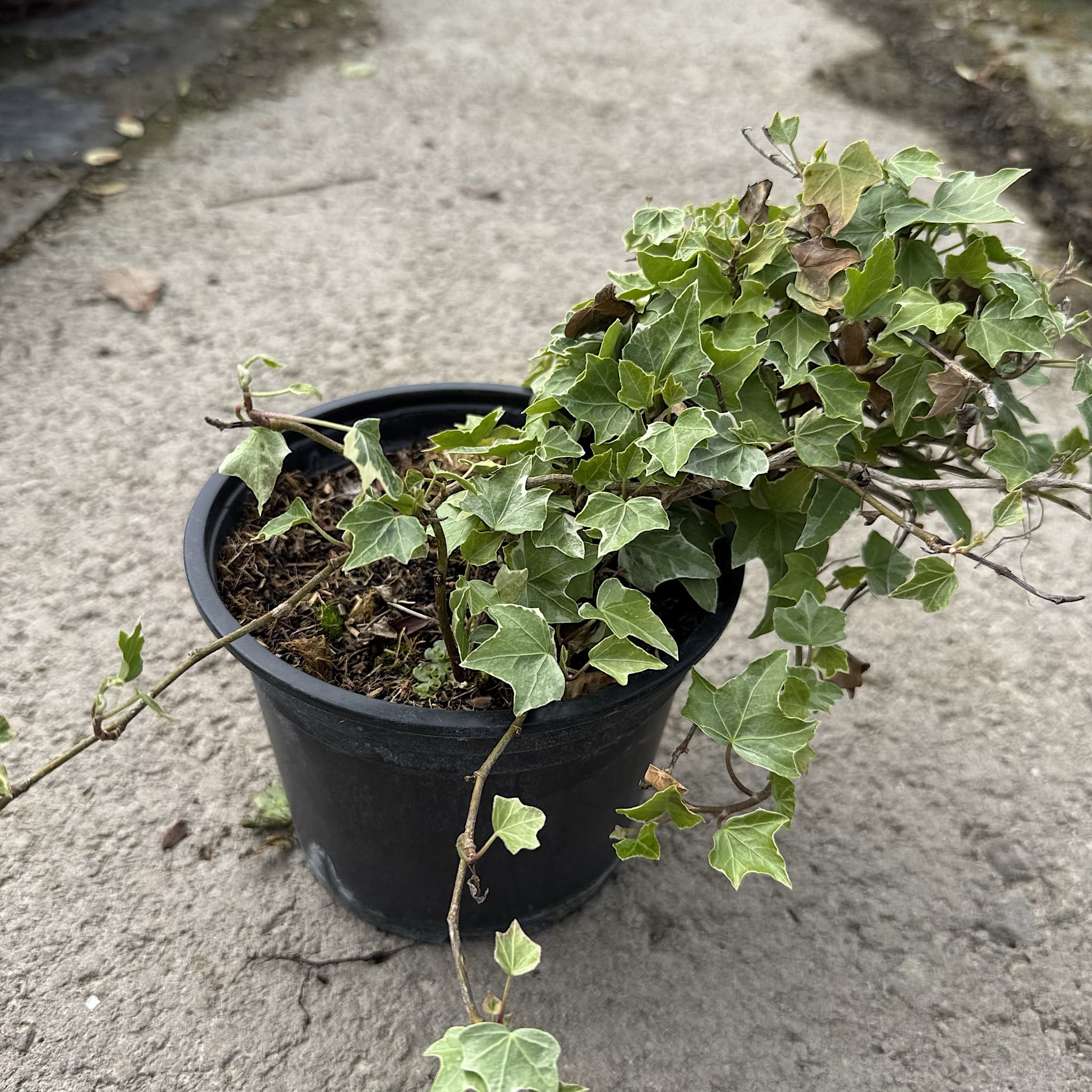 Hedera helix 'Glacier'