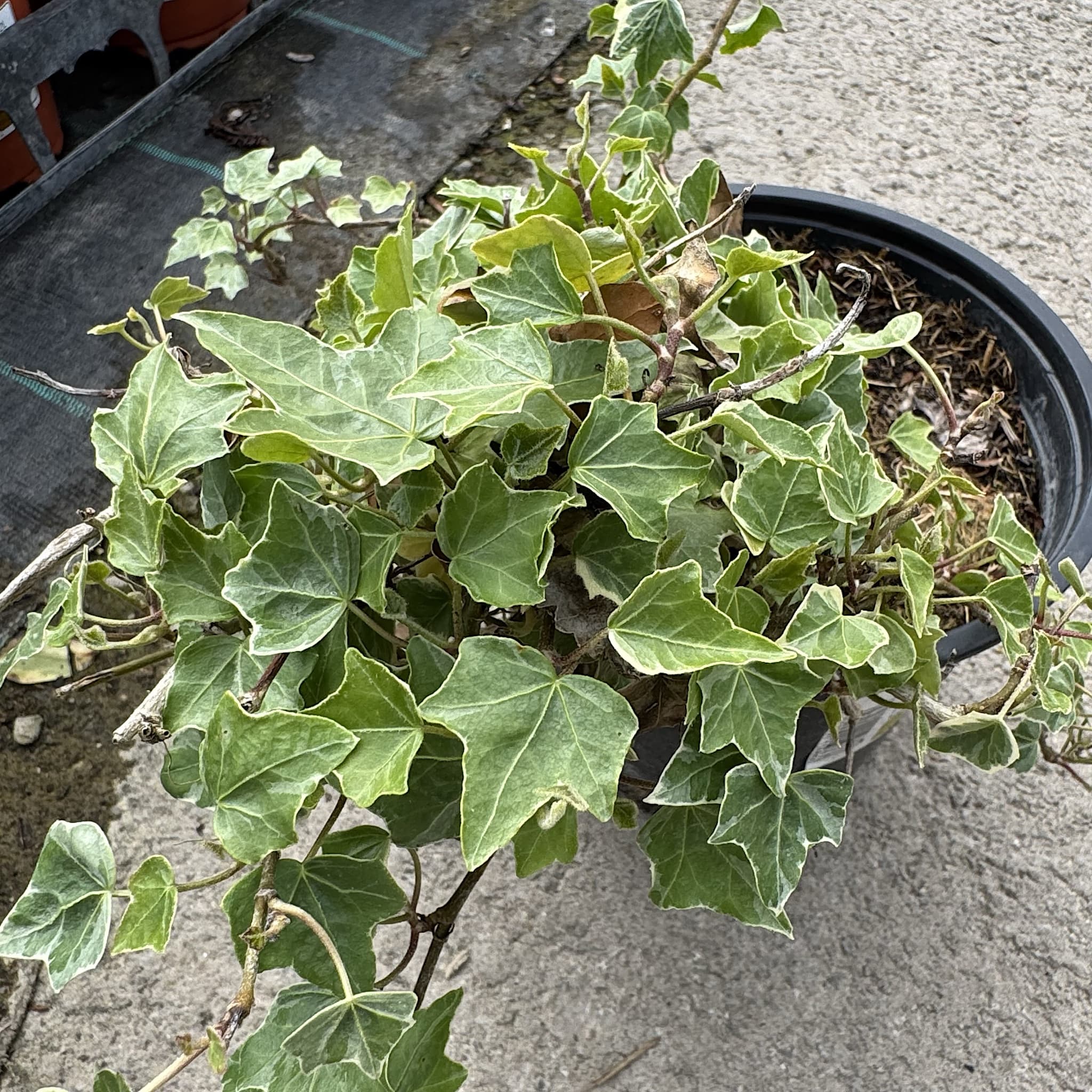 Hedera helix 'Glacier'
