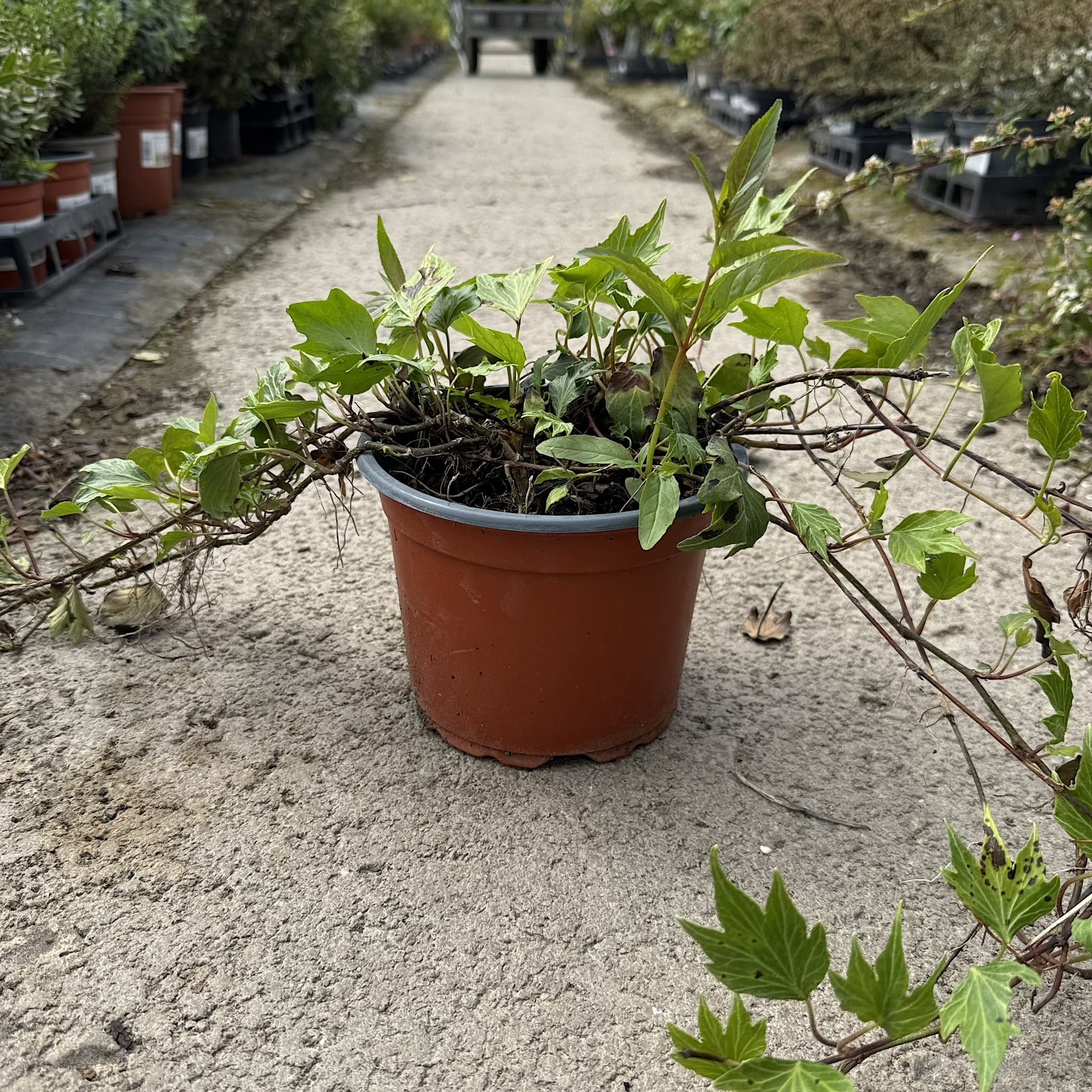 Hedera helix 'Green Ripple’