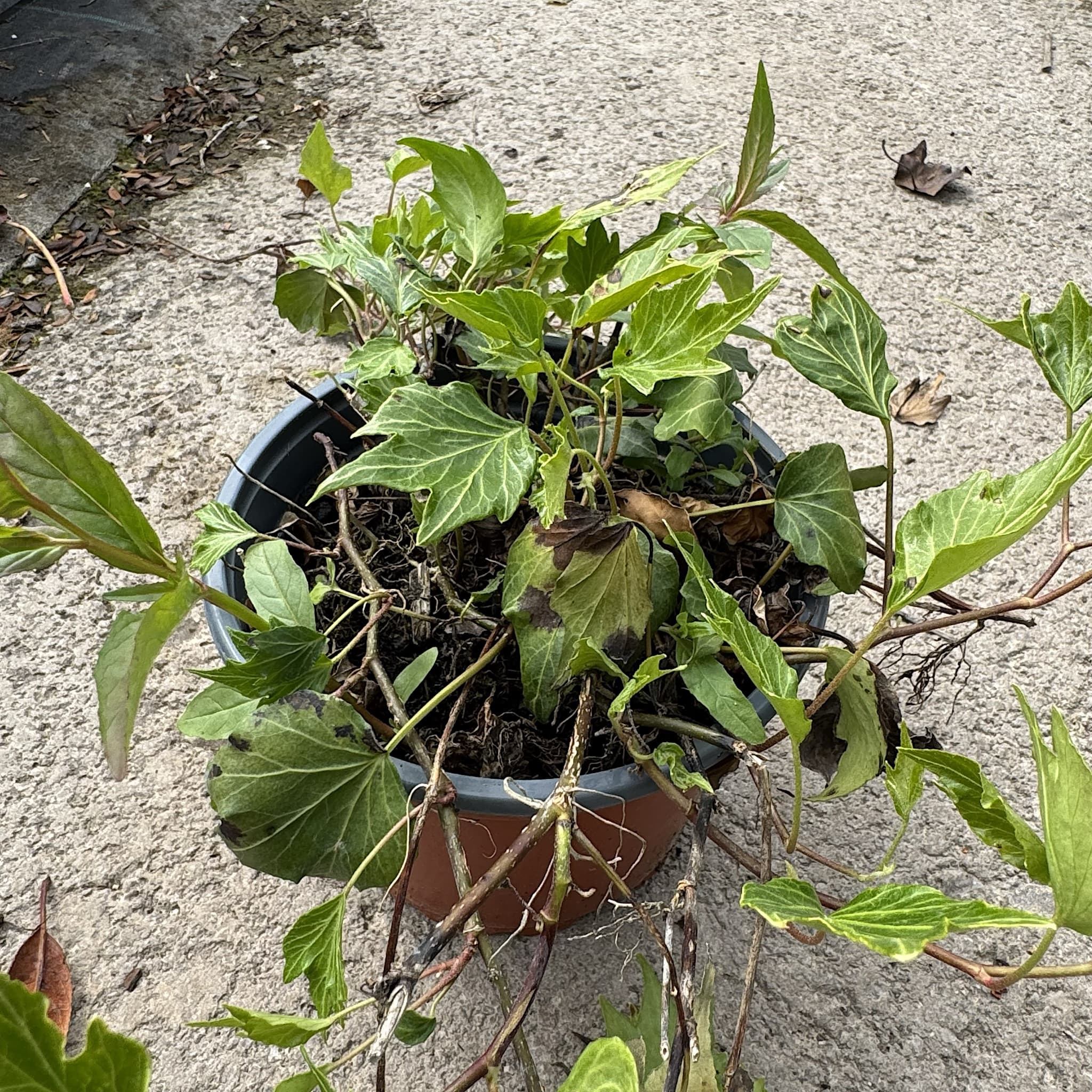 Hedera helix 'Green Ripple’