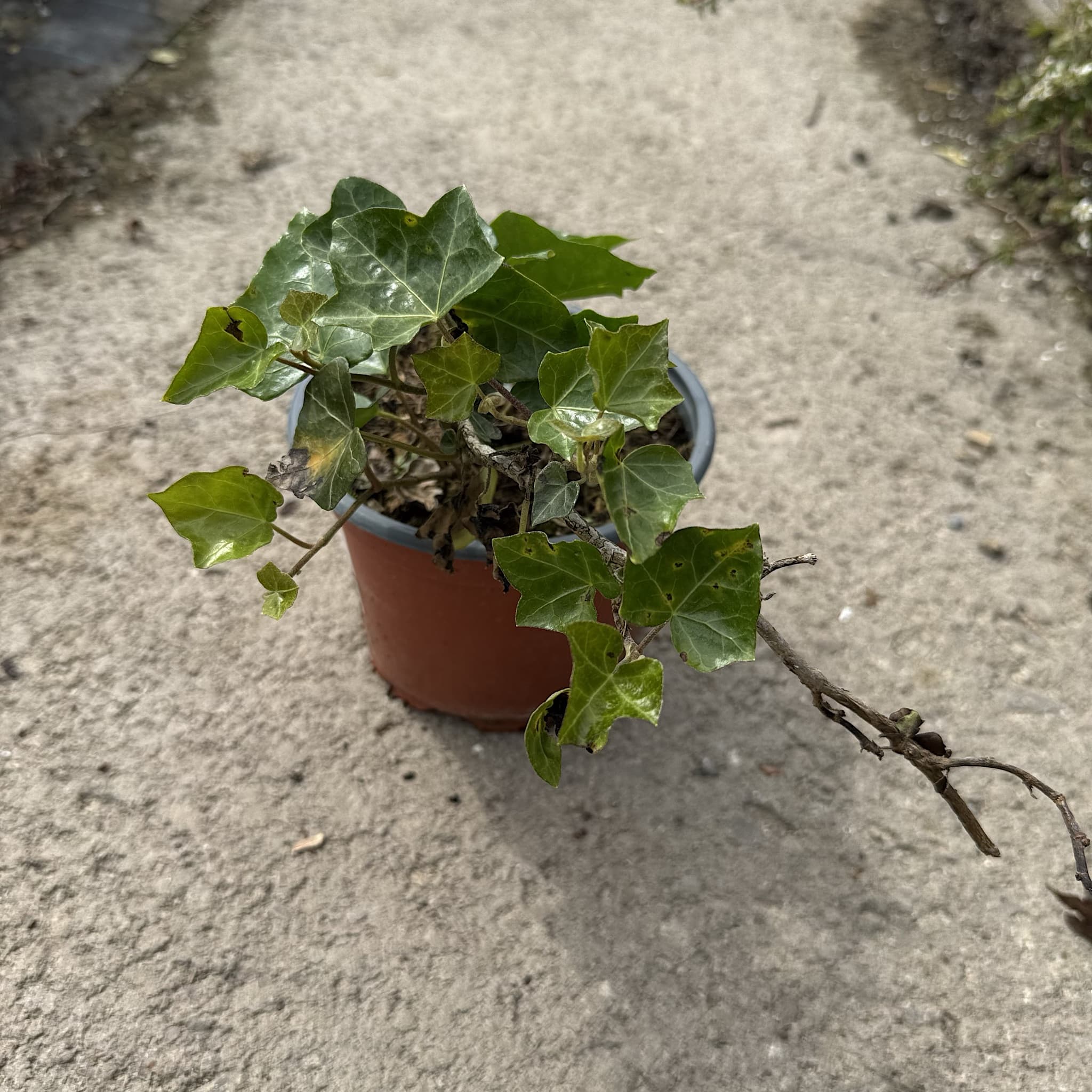 Hedera hibernica