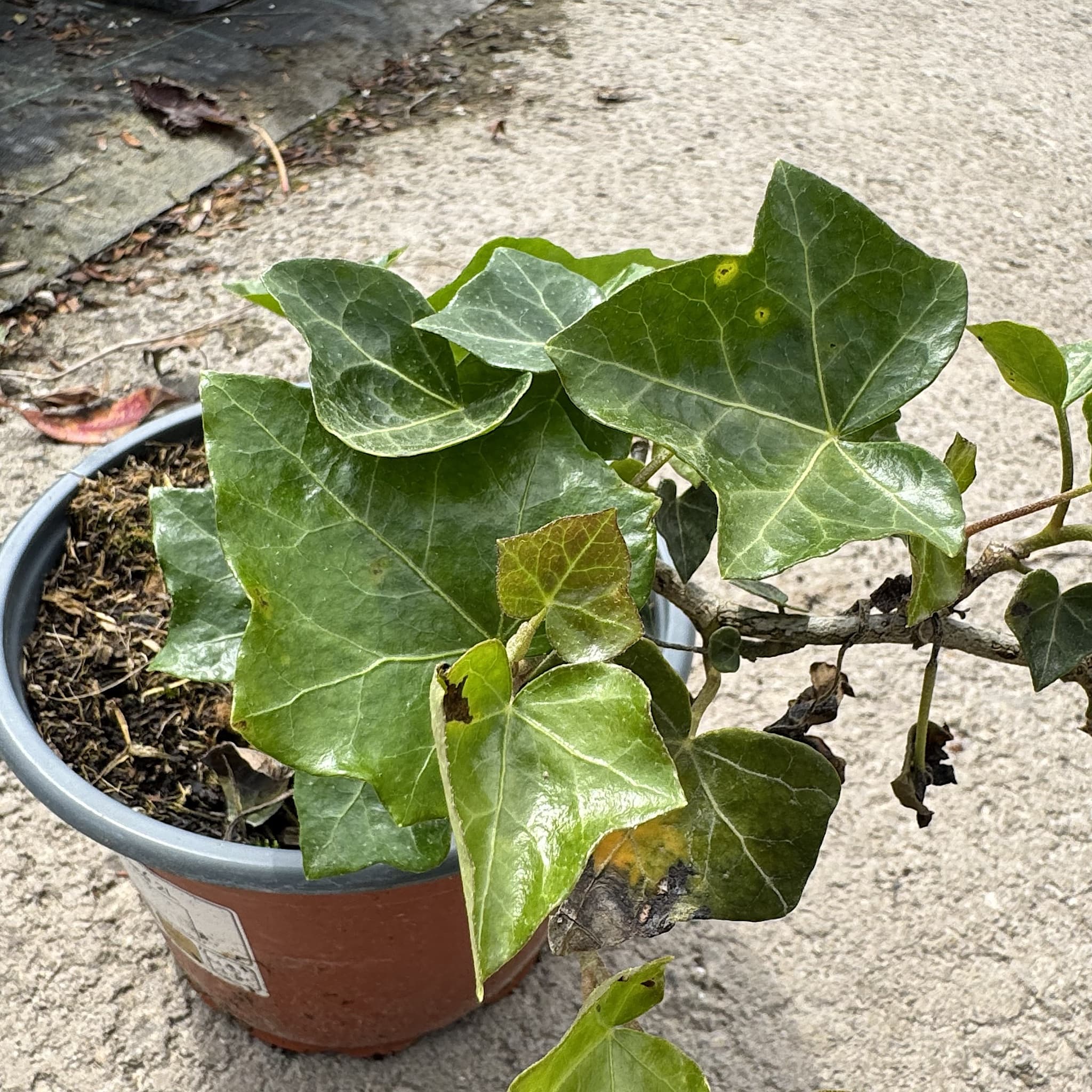 Hedera hibernica