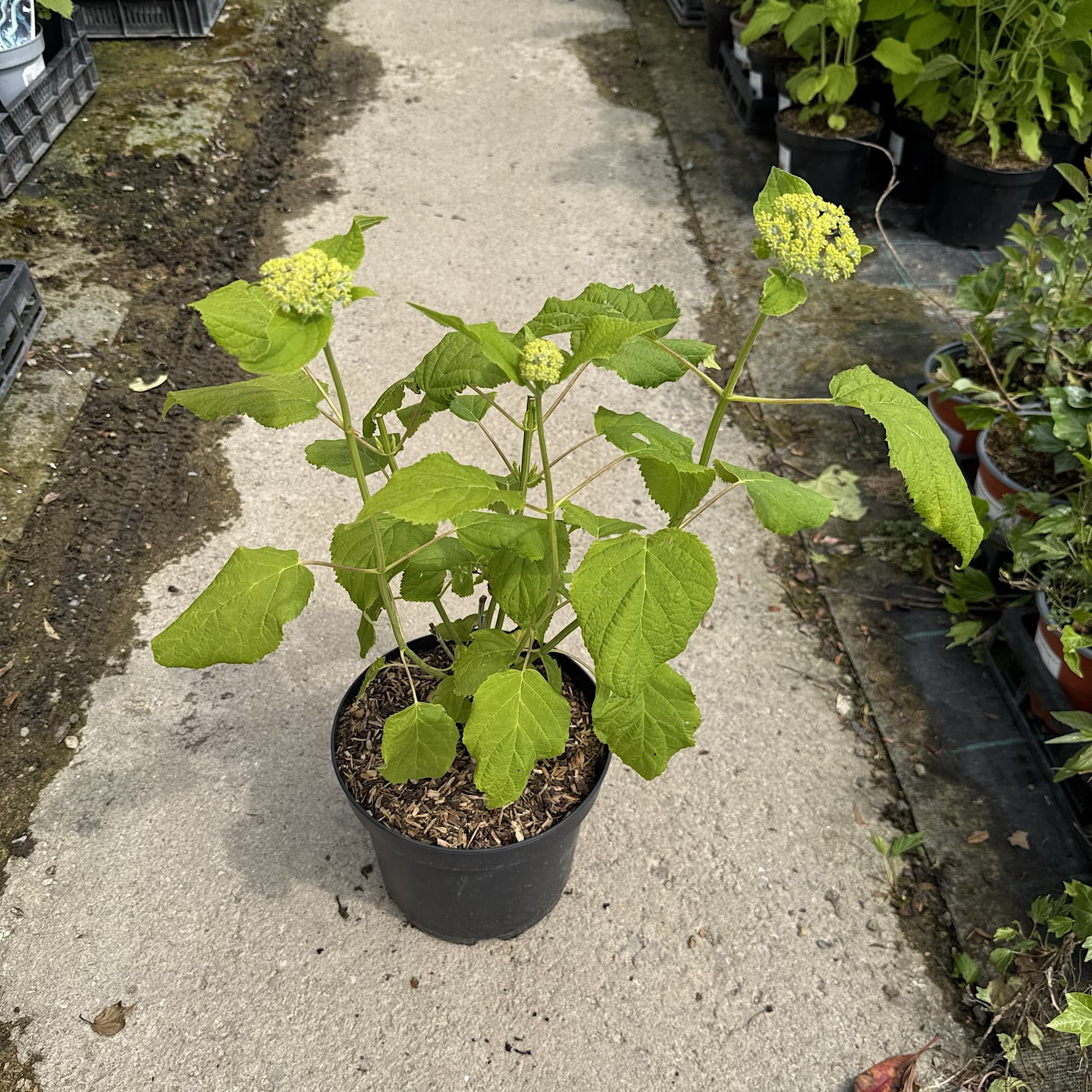 Hydrangea arbor. 'Annabelle'