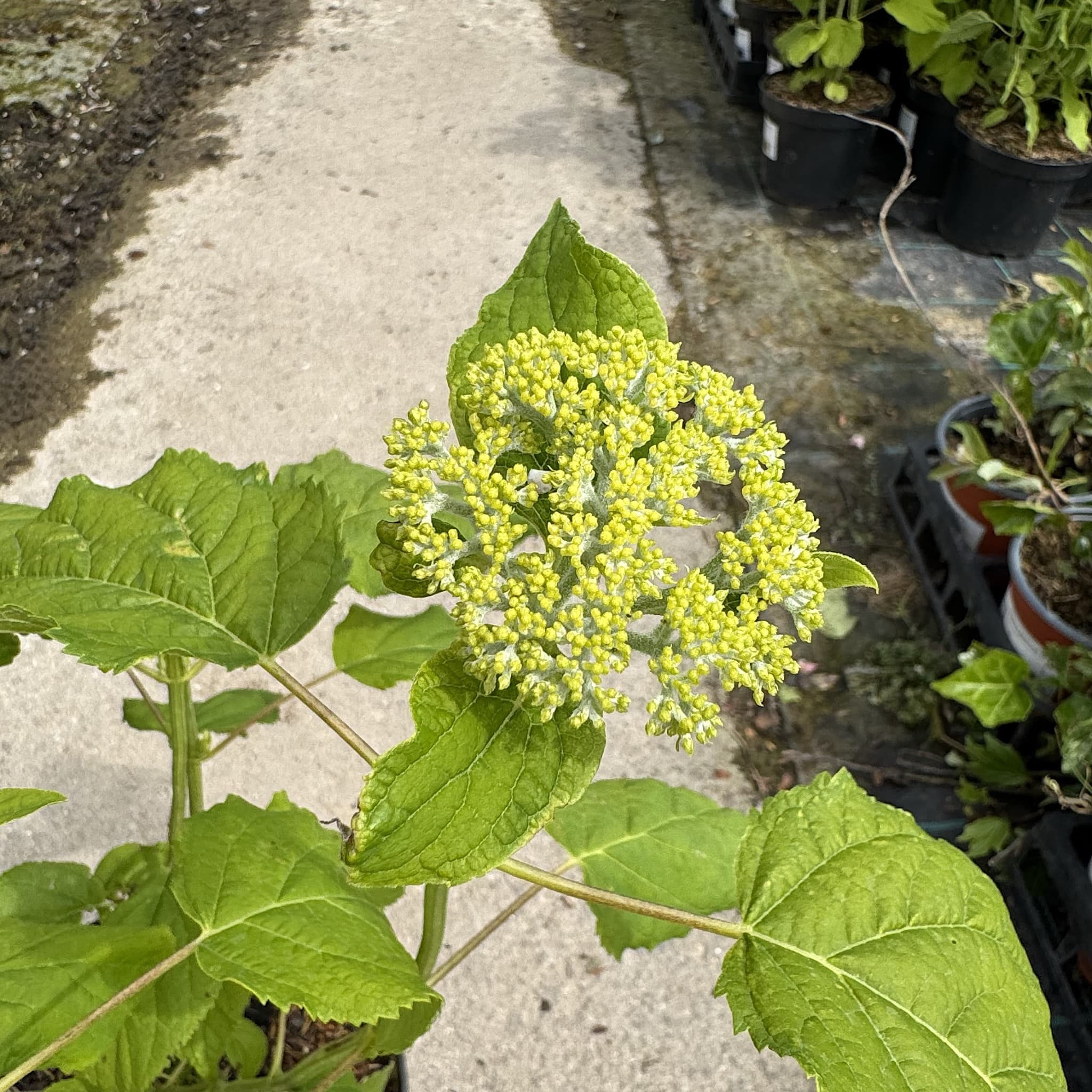 Hydrangea arbor. 'Annabelle'