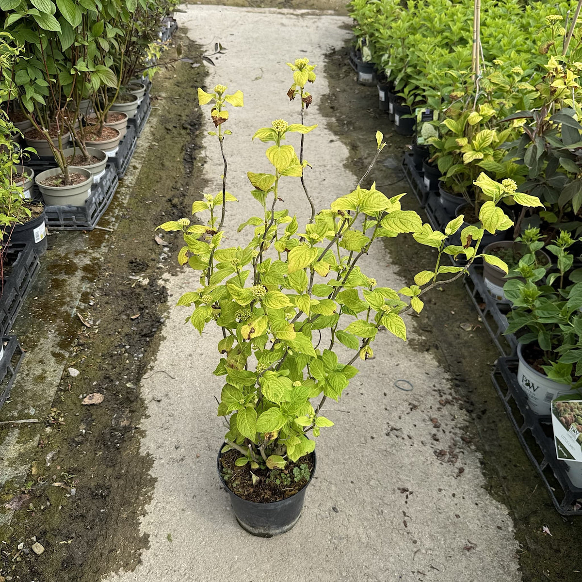 Hydrangea macr. 'Bouquet Rose’
