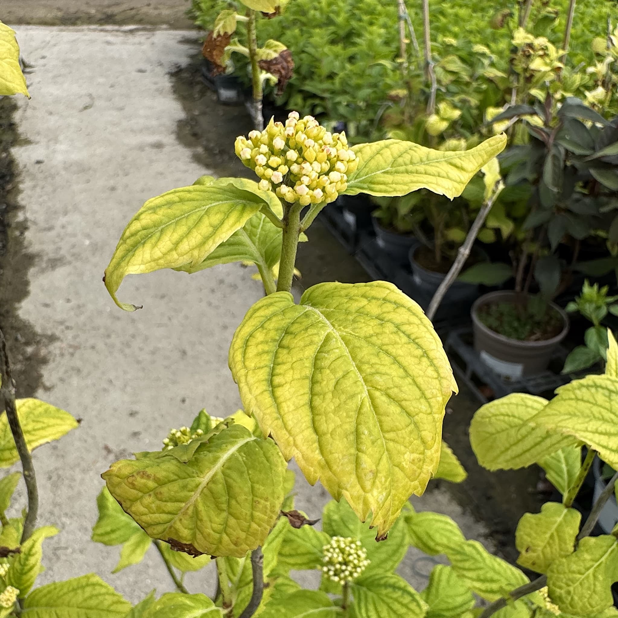 Hydrangea macr. 'Bouquet Rose’