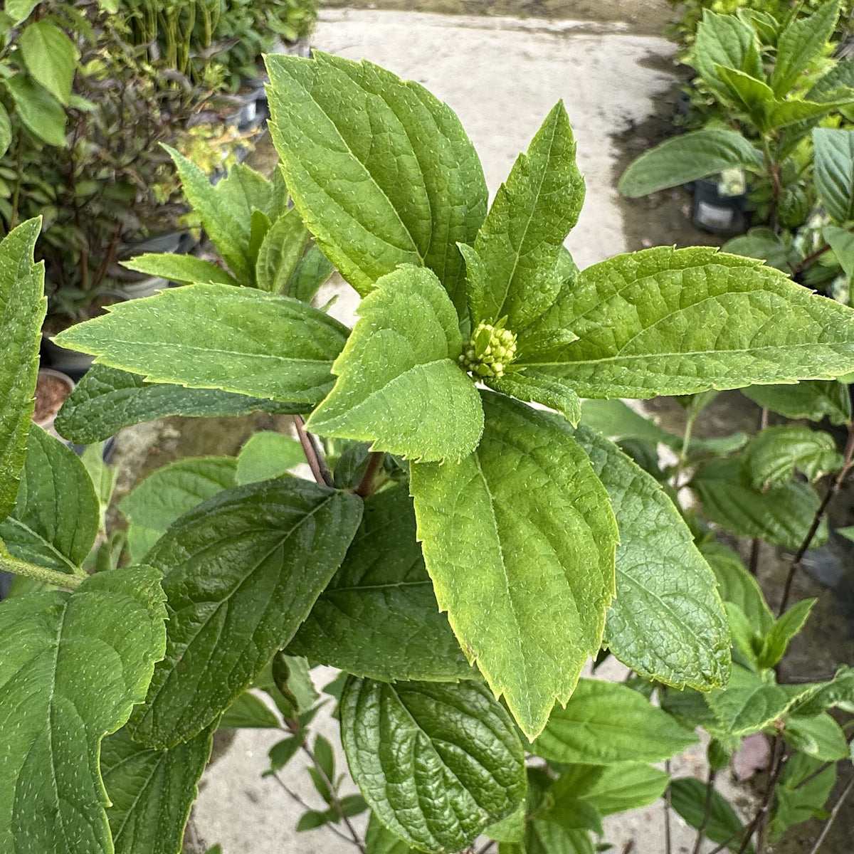Hydrangea paniculata 'Graffiti'
