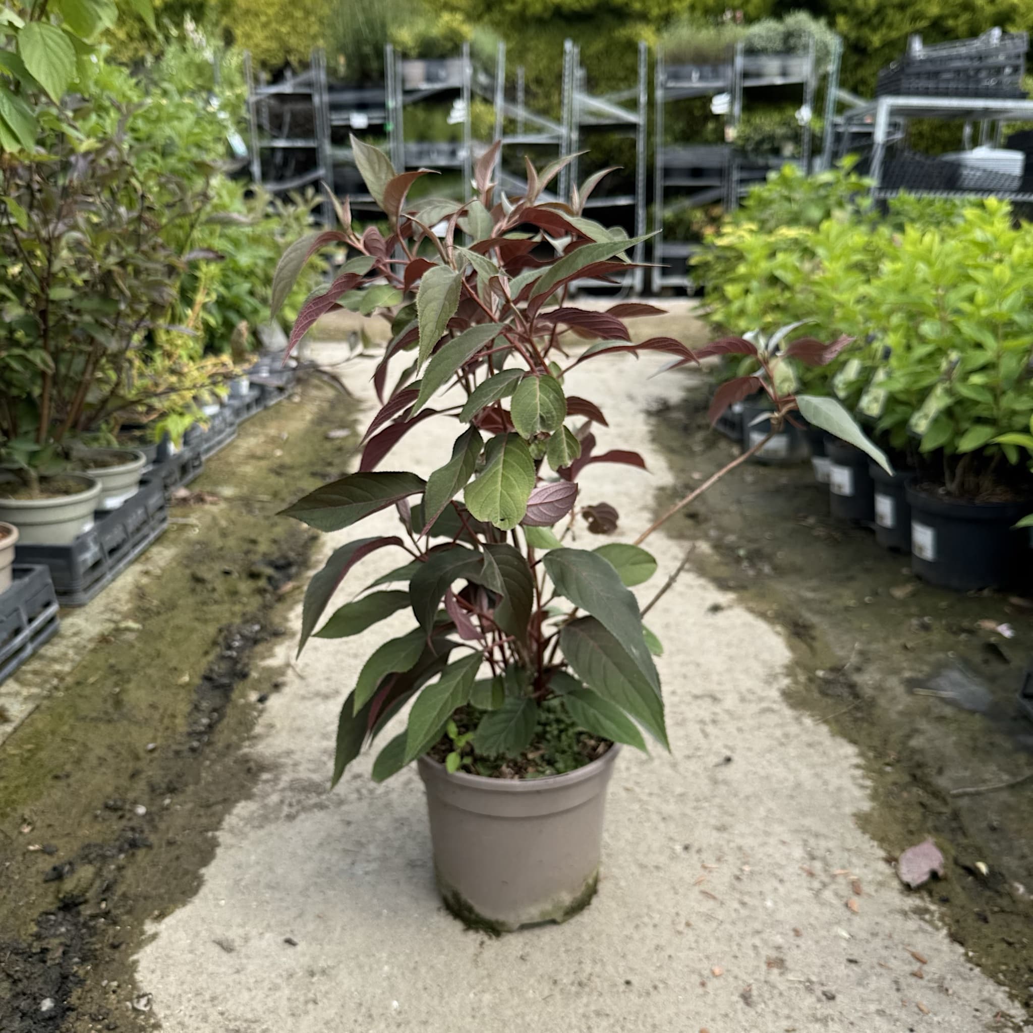 Hydrangea aspera Hot Chocolate