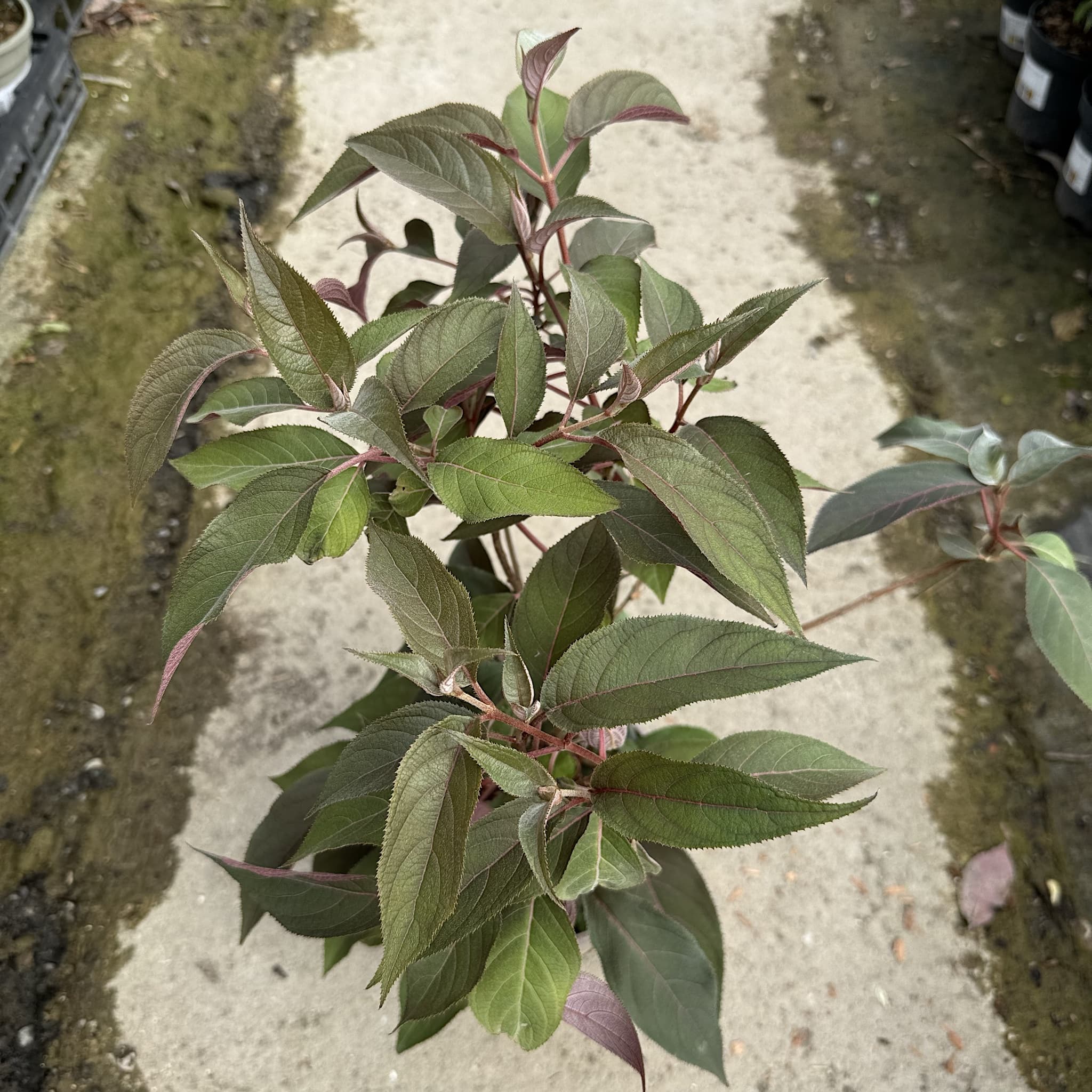 Hydrangea aspera Hot Chocolate