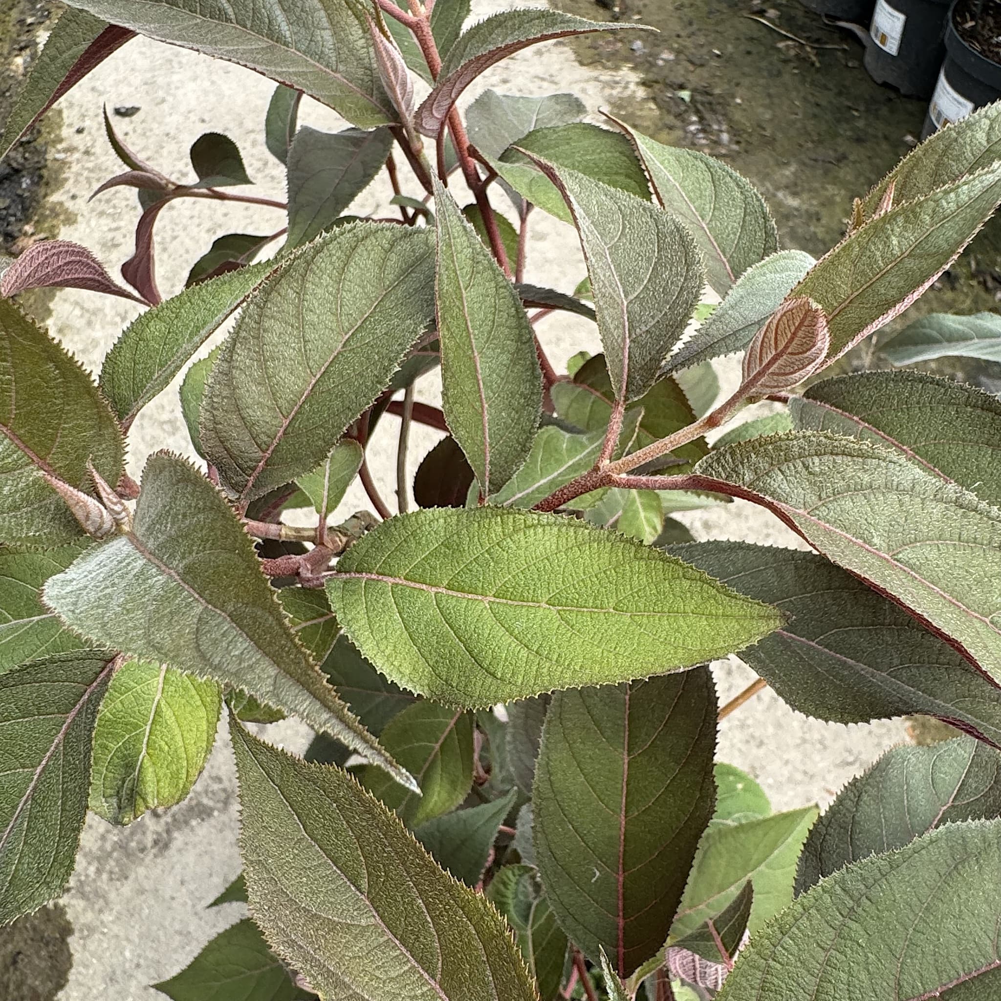 Hydrangea aspera Hot Chocolate