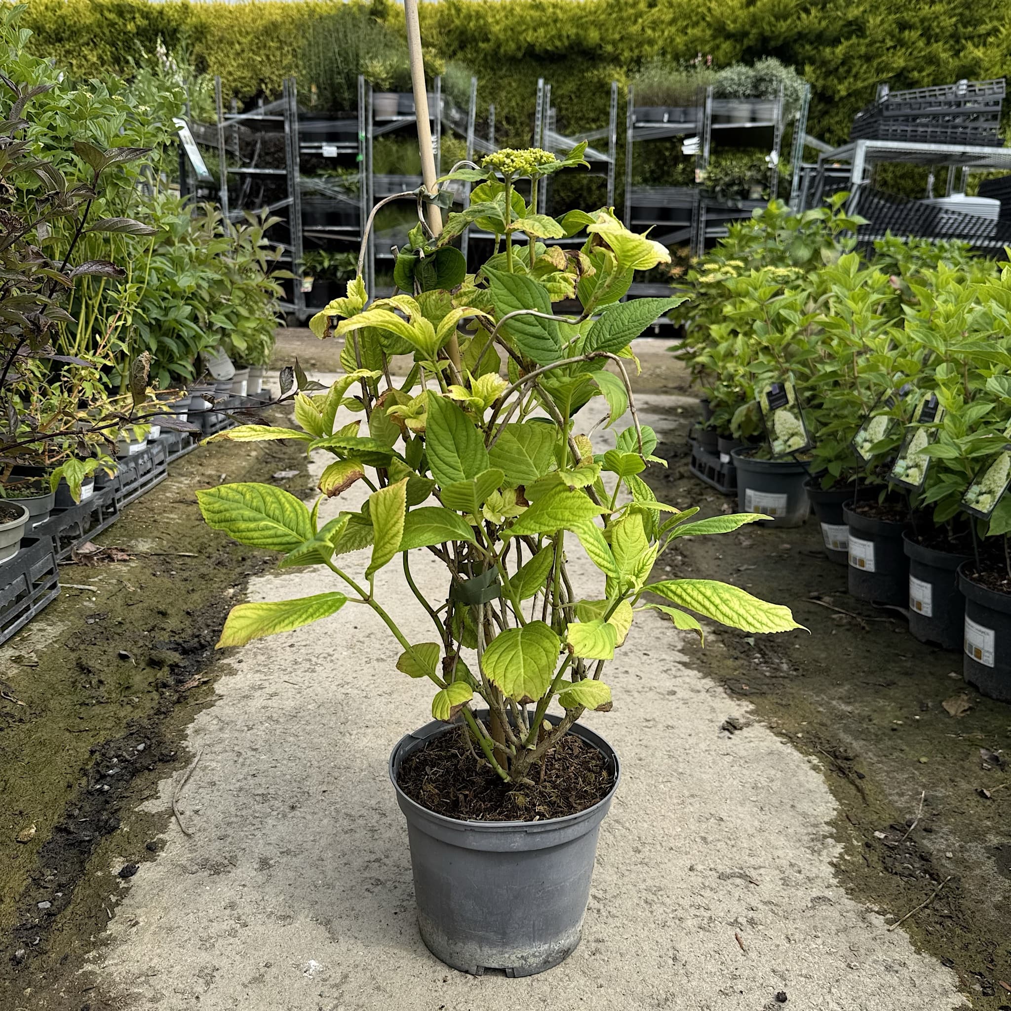 Hydrangea macr. ‘La France'