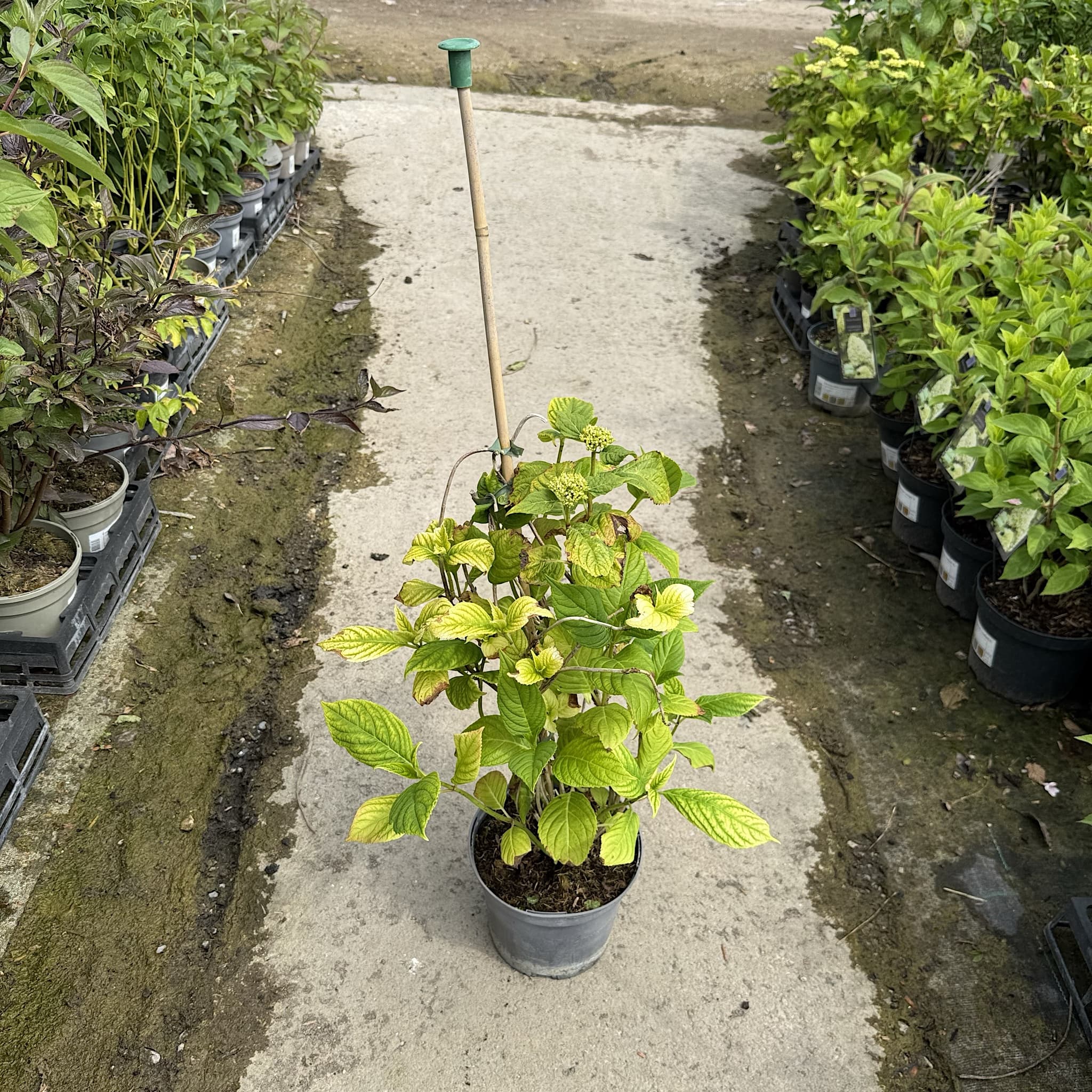 Hydrangea macr. ‘La France'
