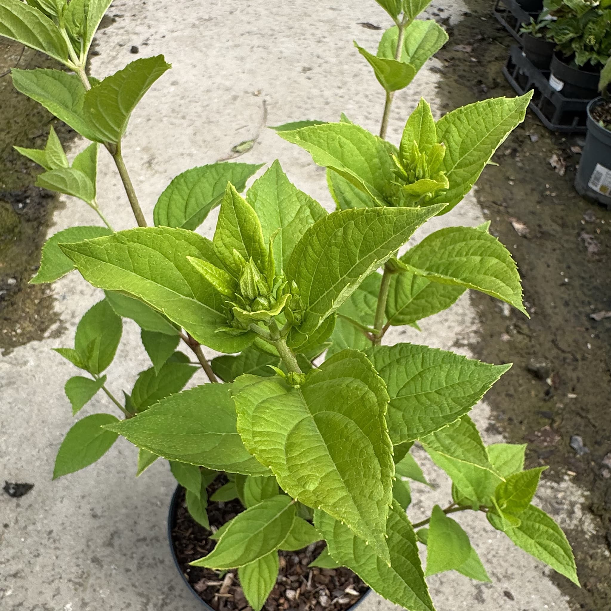 Hydrangea pan. 'Limelight'
