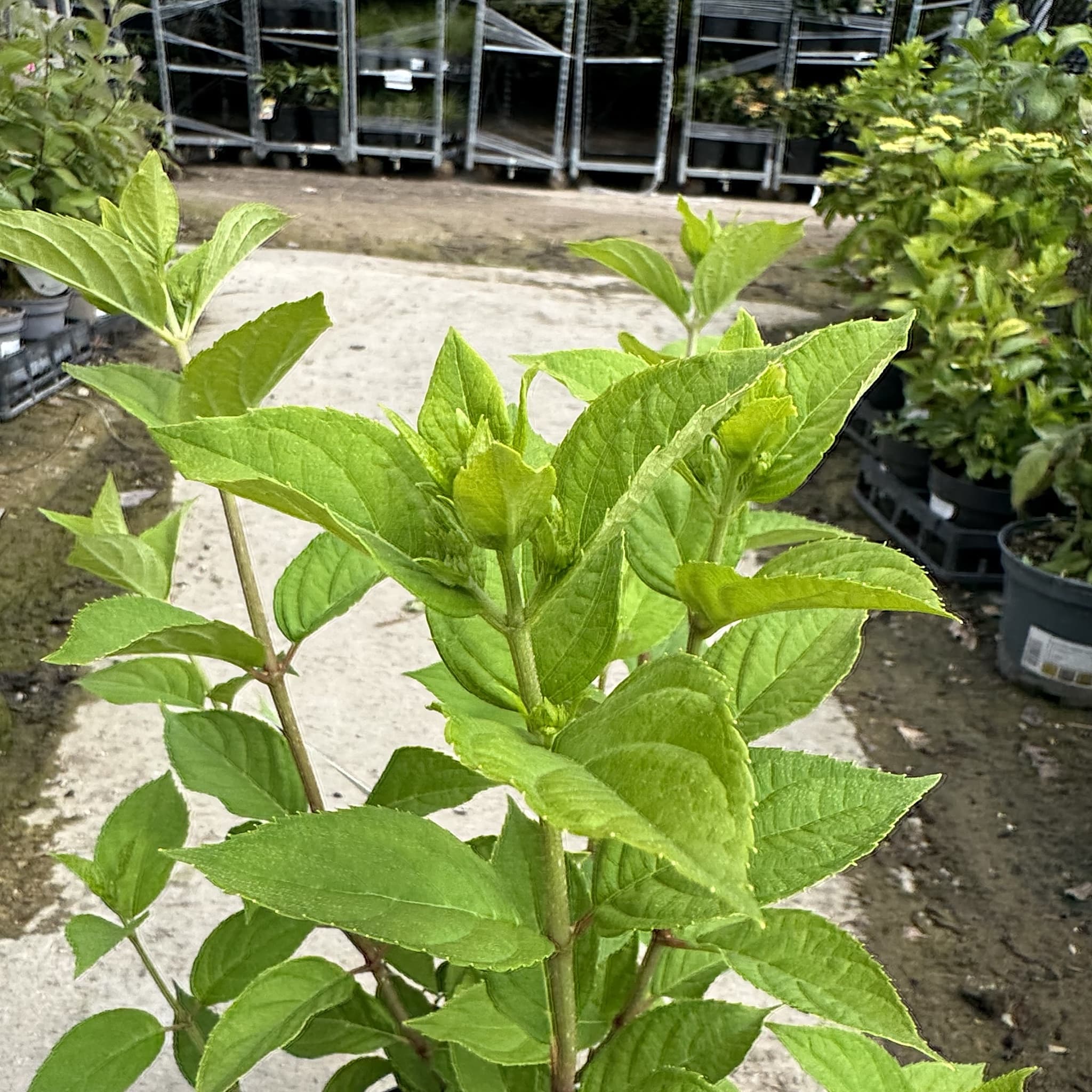 Hydrangea pan. 'Limelight'