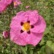 Cistus x purpureus