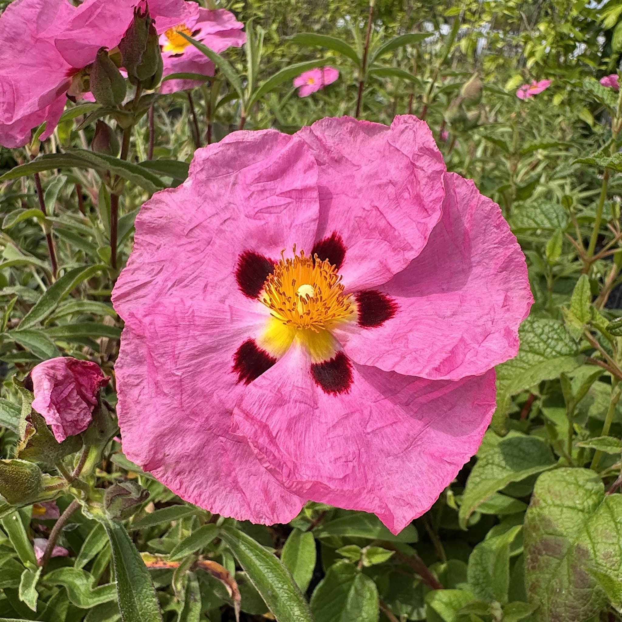Cistus x purpureus