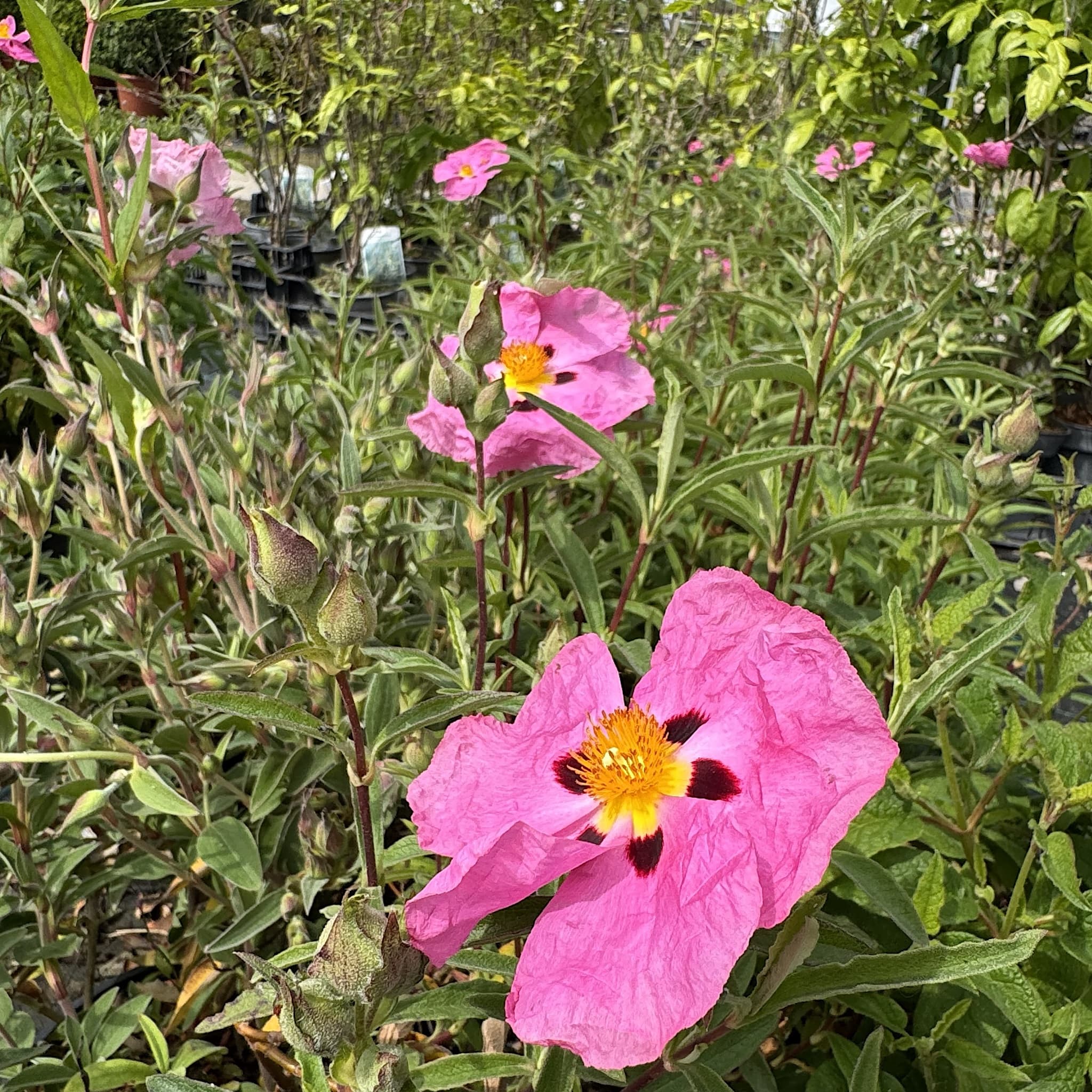 Cistus x purpureus