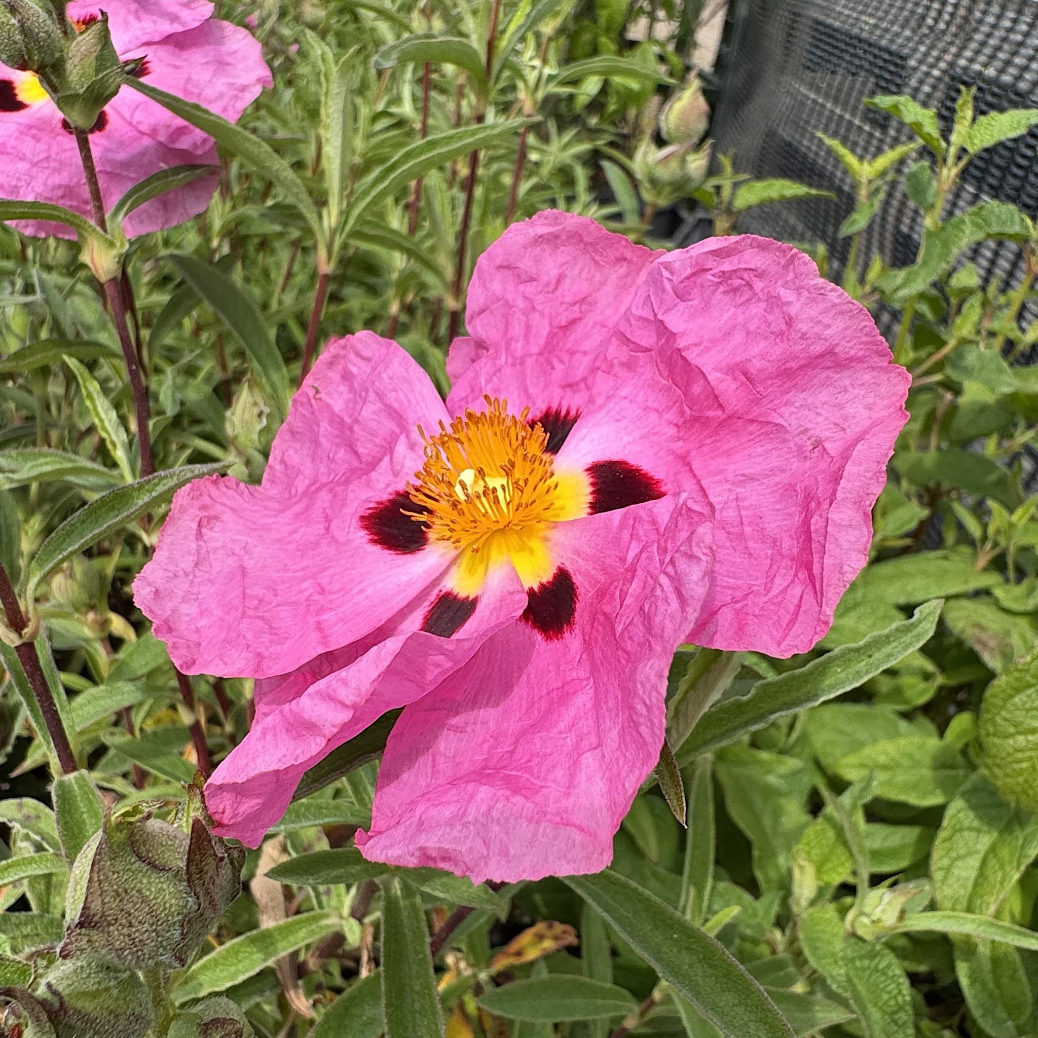 Cistus x purpureus