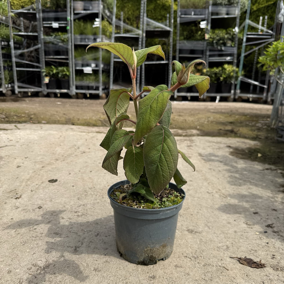 Hydrangea aspera 'Macrophylla'