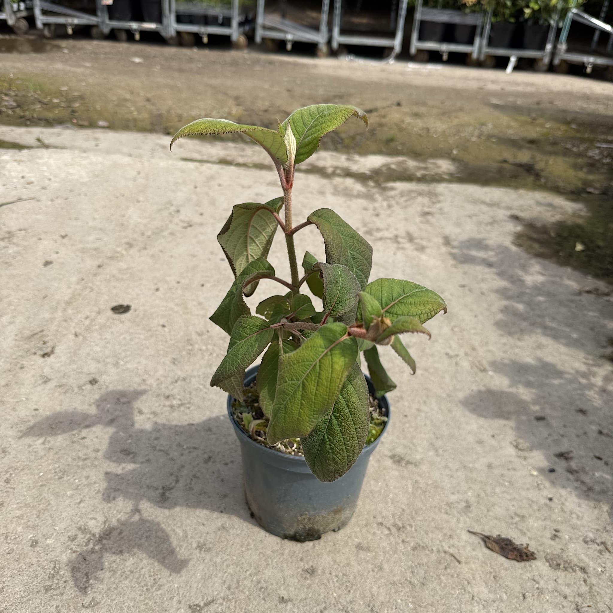 Hydrangea aspera 'Macrophylla'