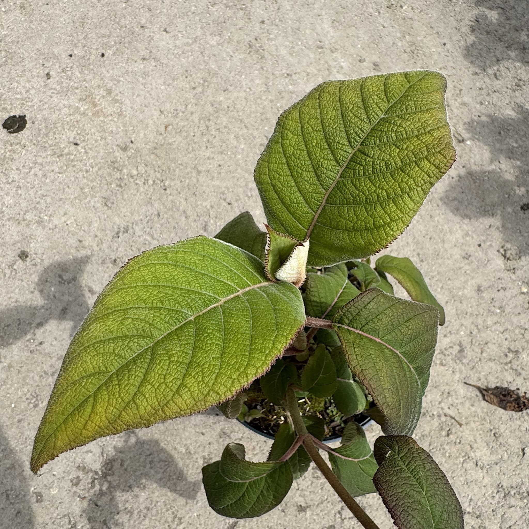 Hydrangea aspera 'Macrophylla'
