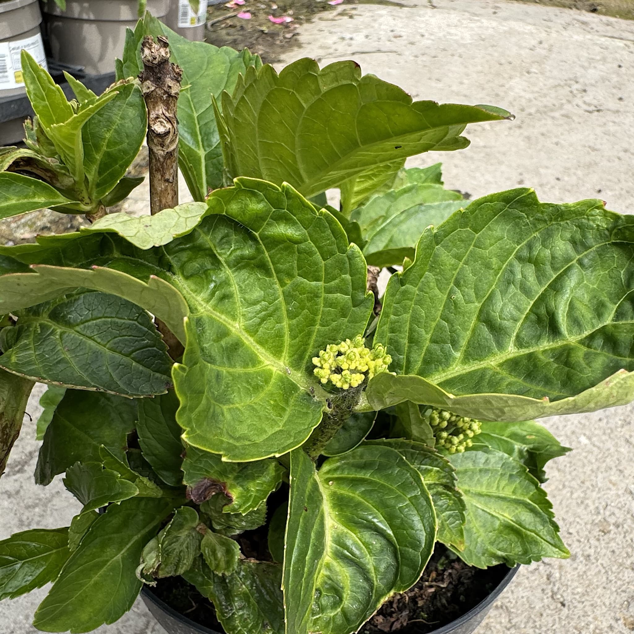 Hydrangea macrophylla 'Madame Emile Mouillère'
