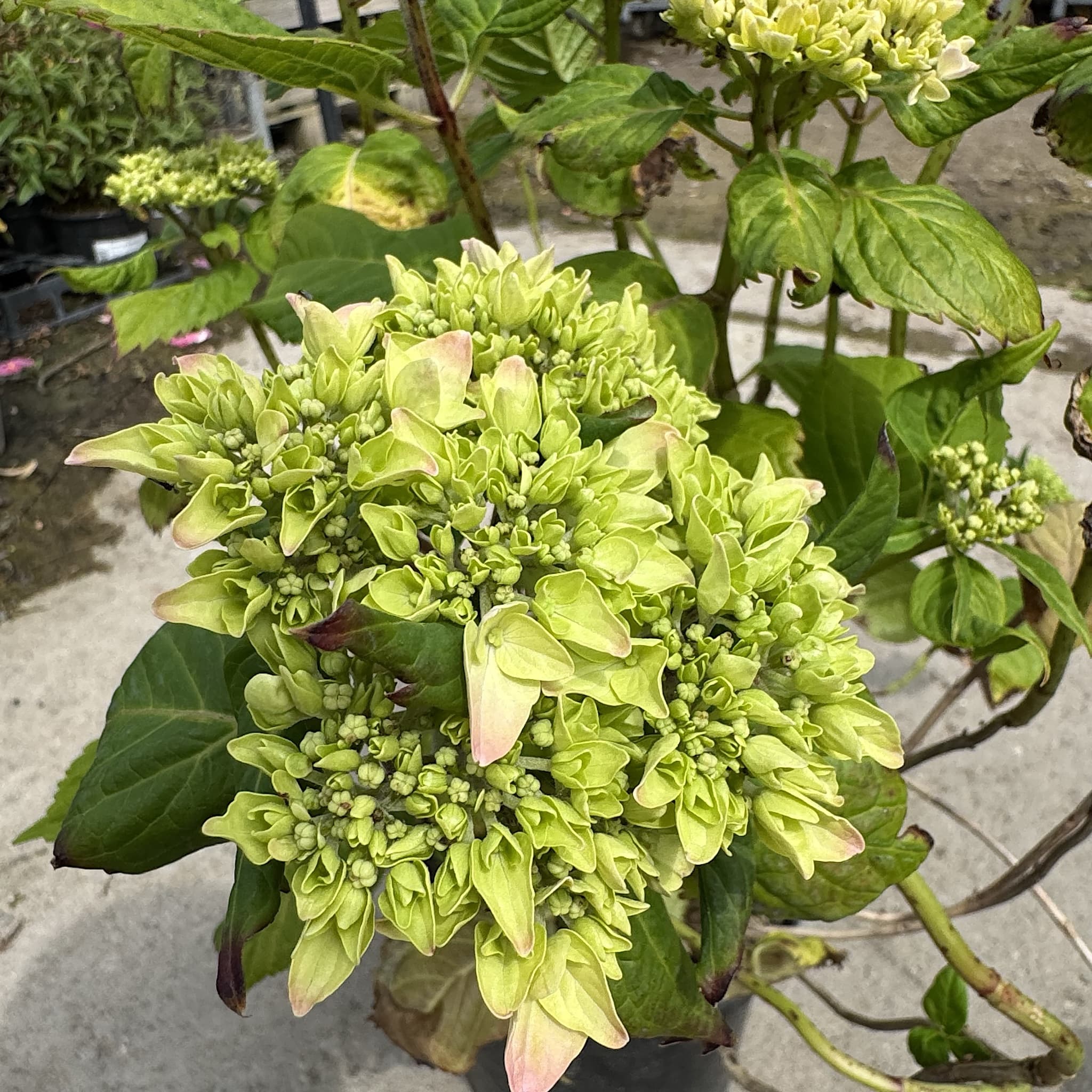 Hydrangea macr. 'Masja'