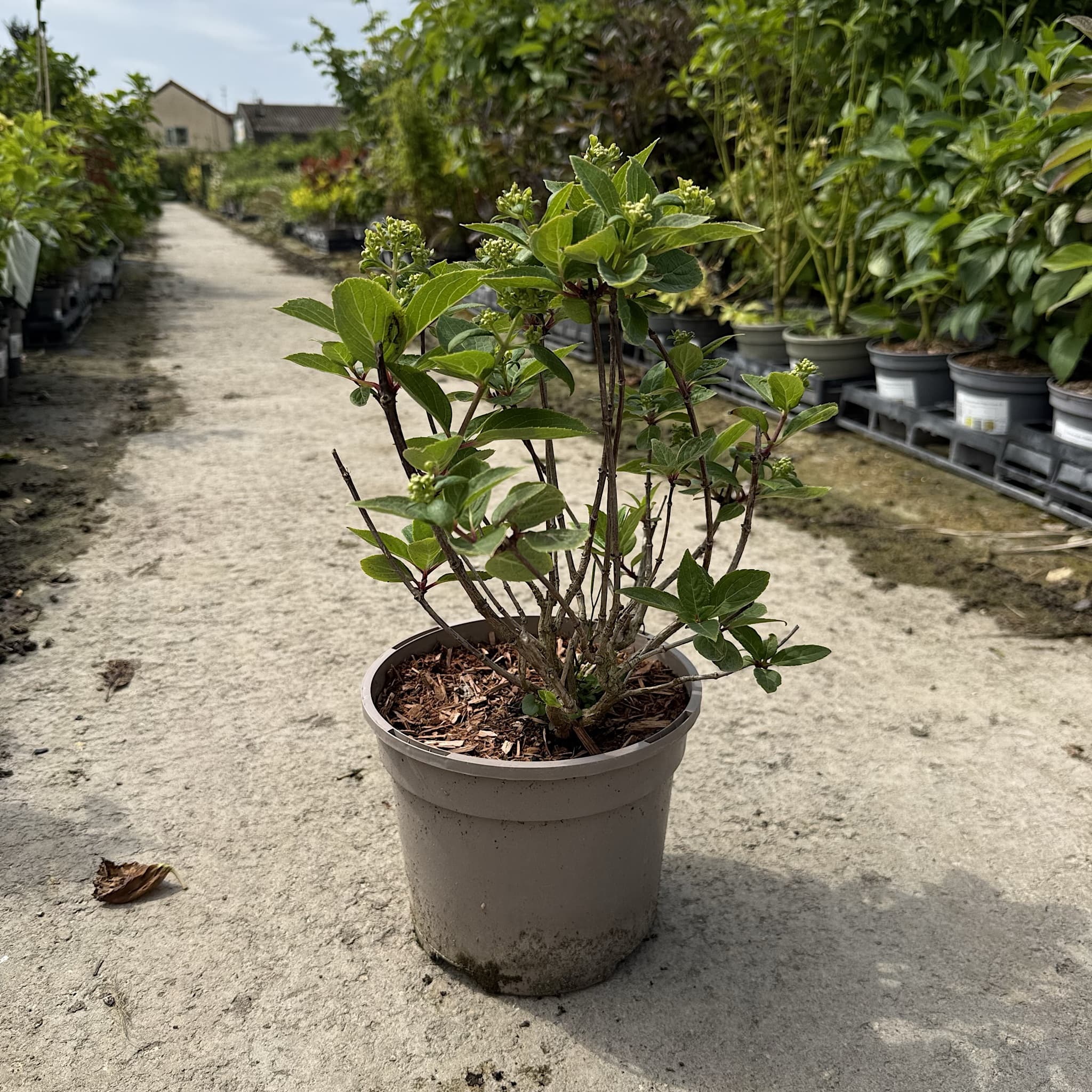 Hydrangea pan. 'Polestar'