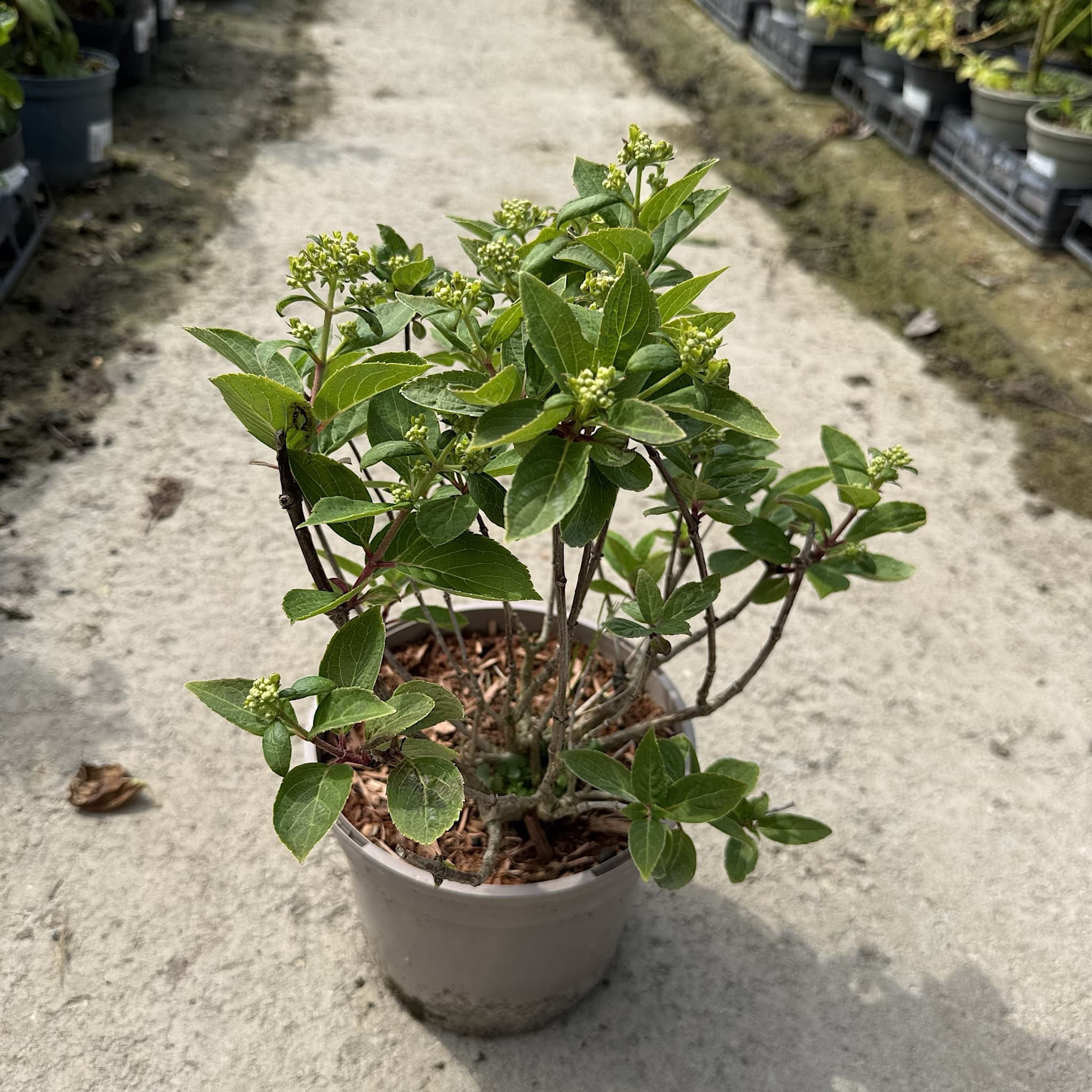 Hydrangea pan. 'Polestar'