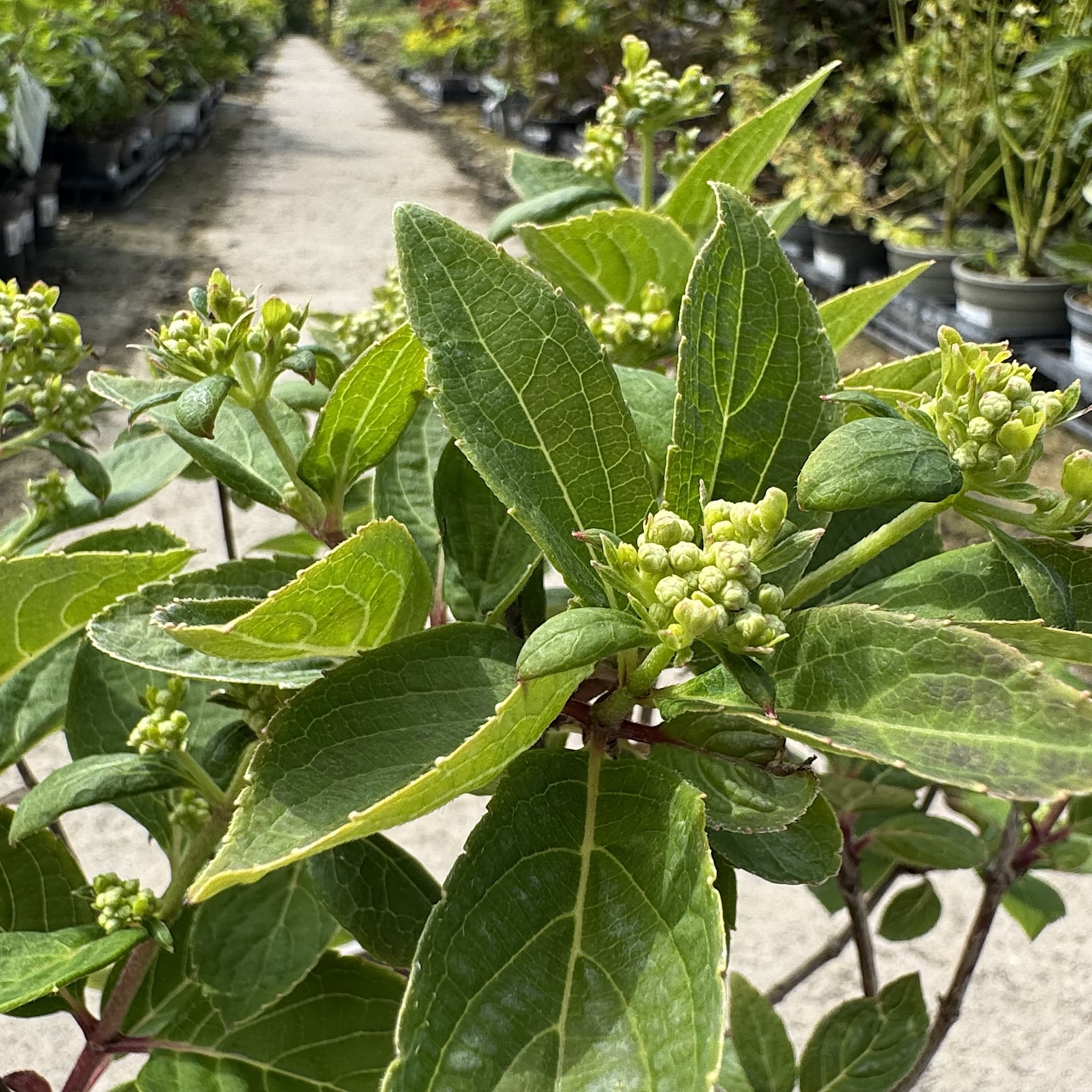 Hydrangea pan. 'Polestar'