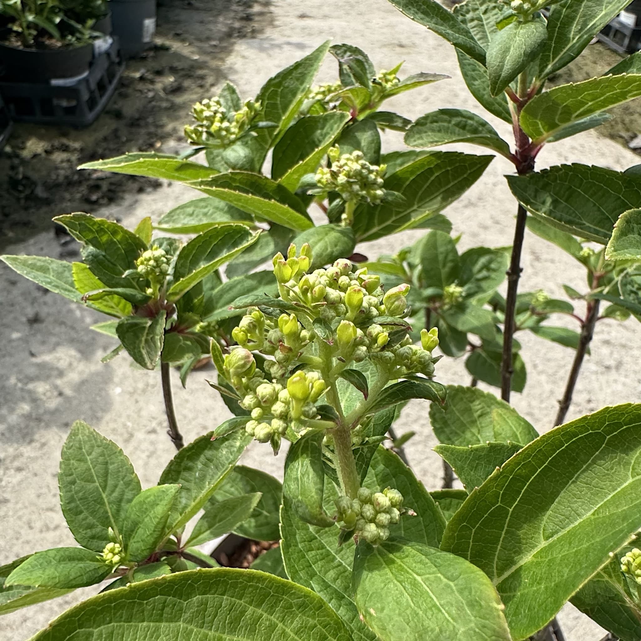 Hydrangea pan. 'Polestar'