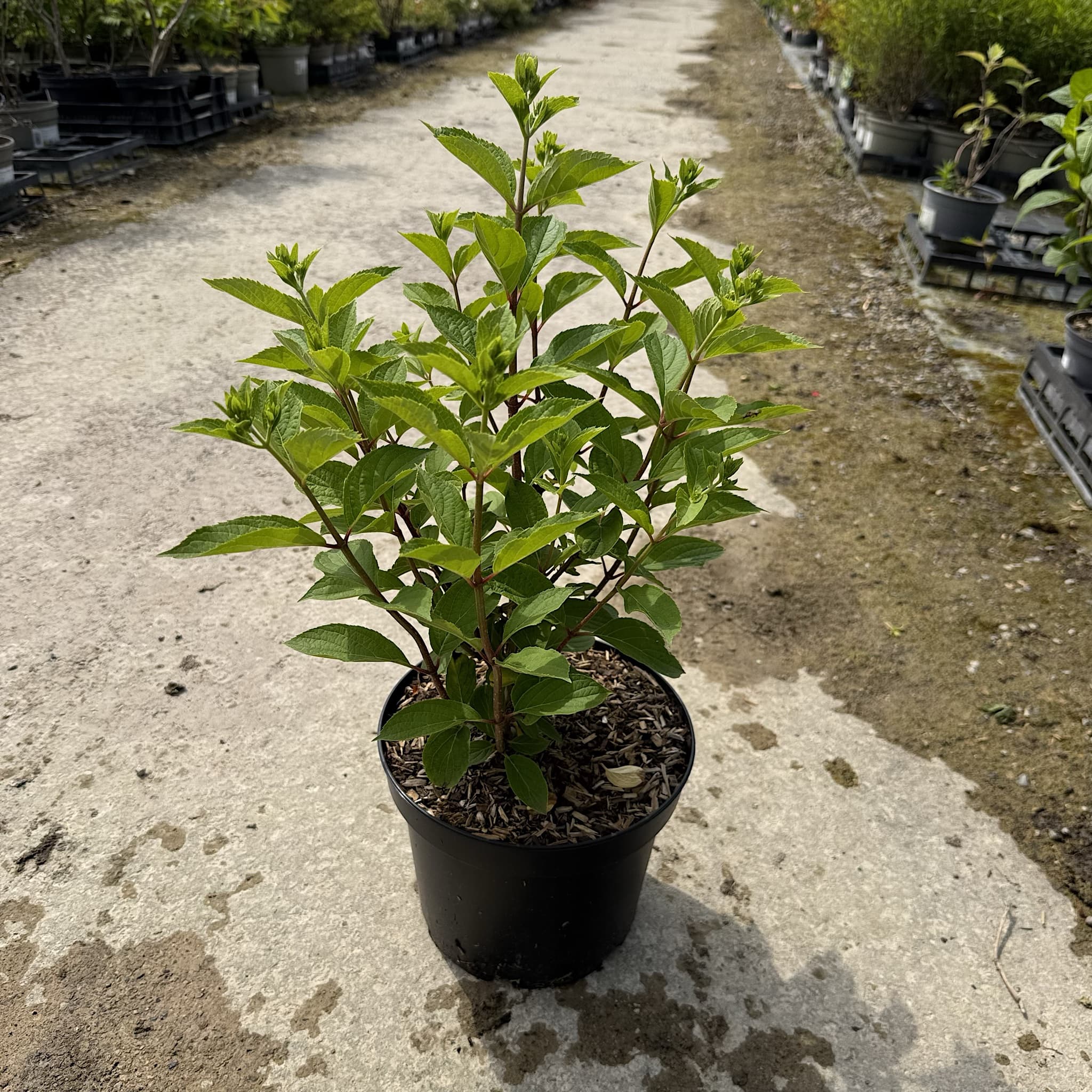 Hydrangea pan. 'Skyfall'