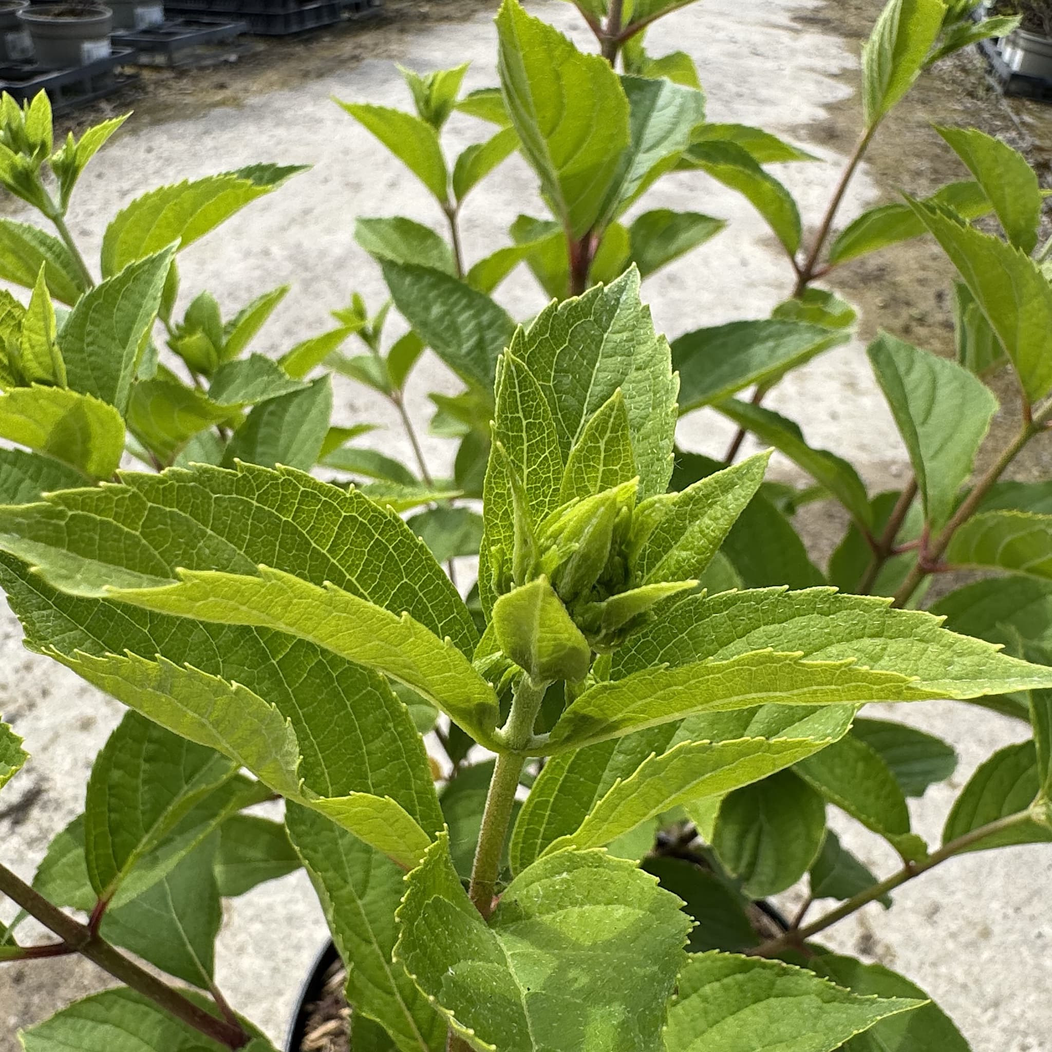 Hydrangea pan. 'Skyfall'