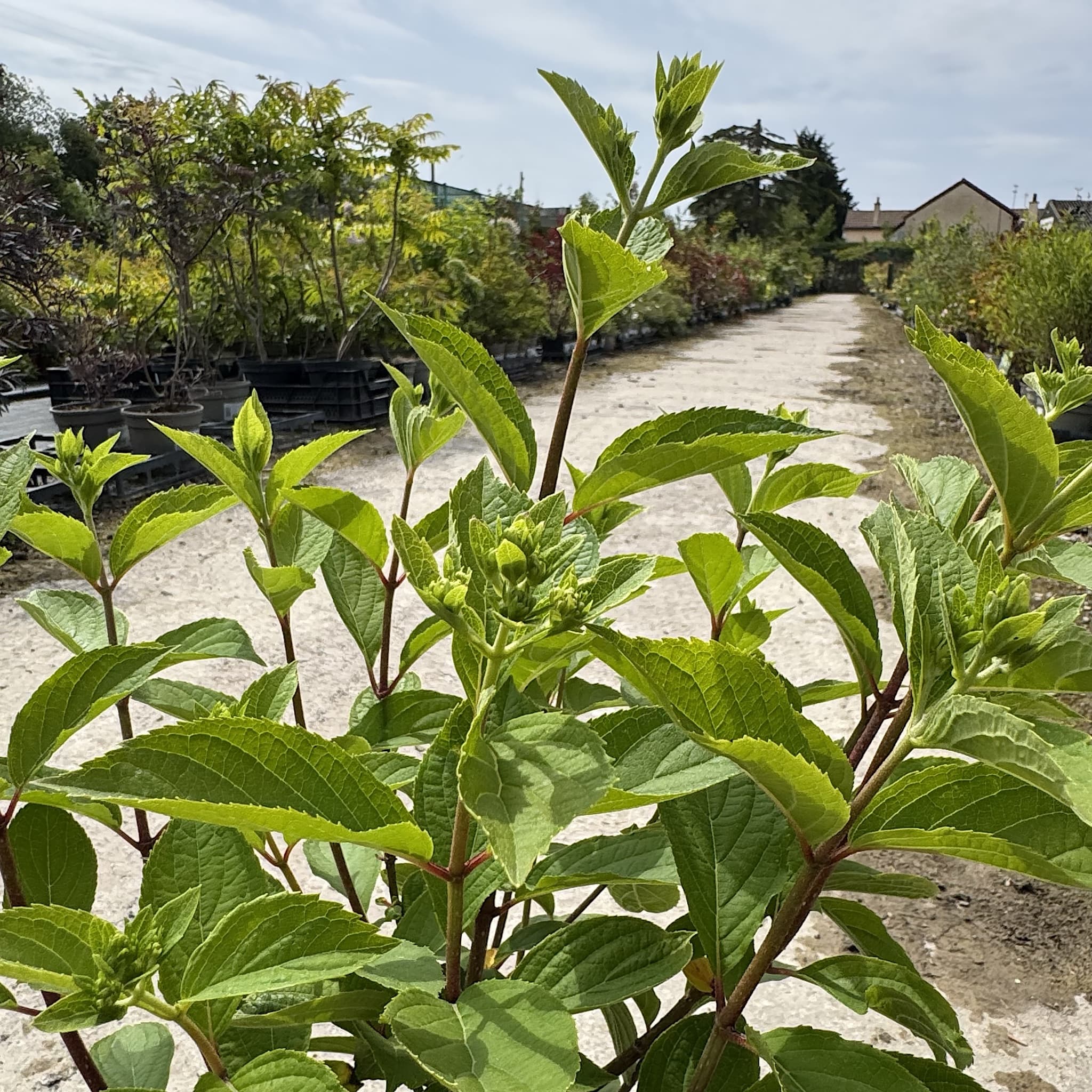 Hydrangea pan. 'Skyfall'