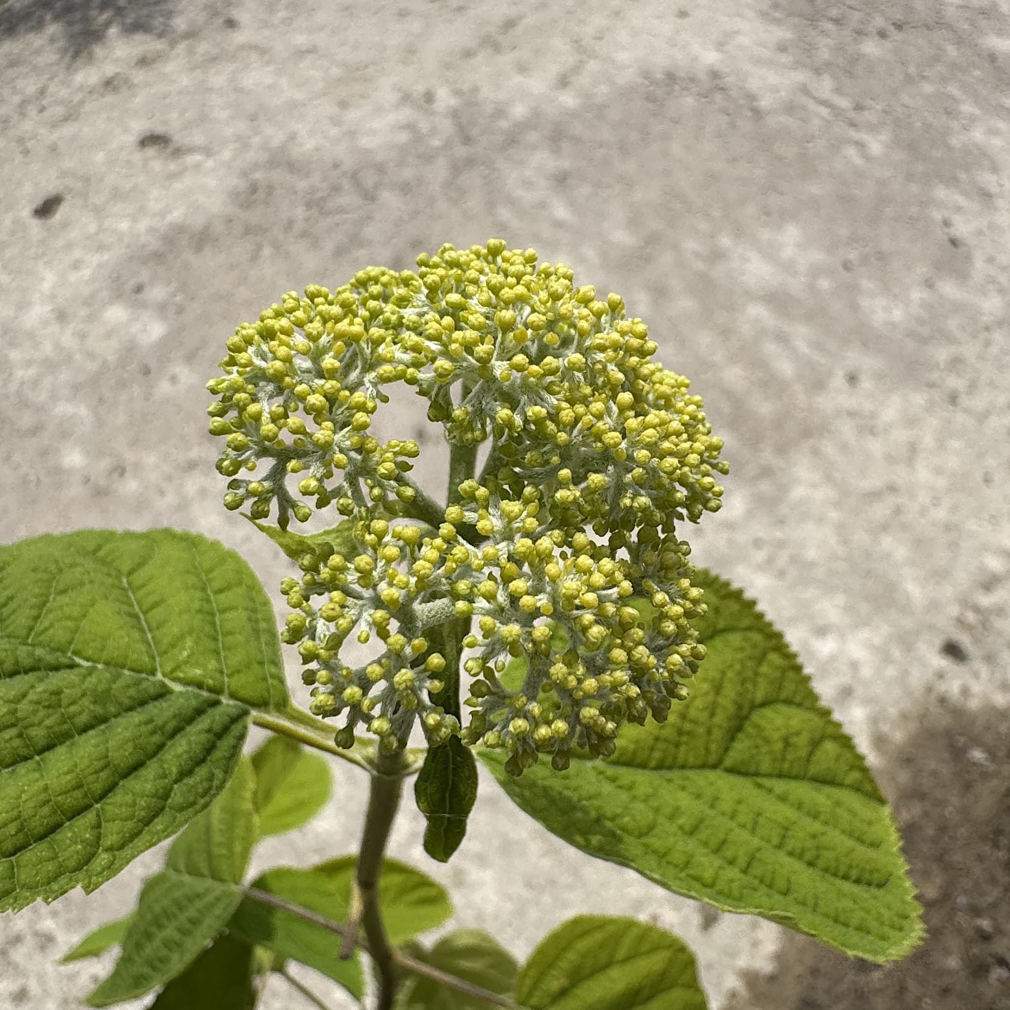 Hydrangea arbor. 'Strong Annabelle'