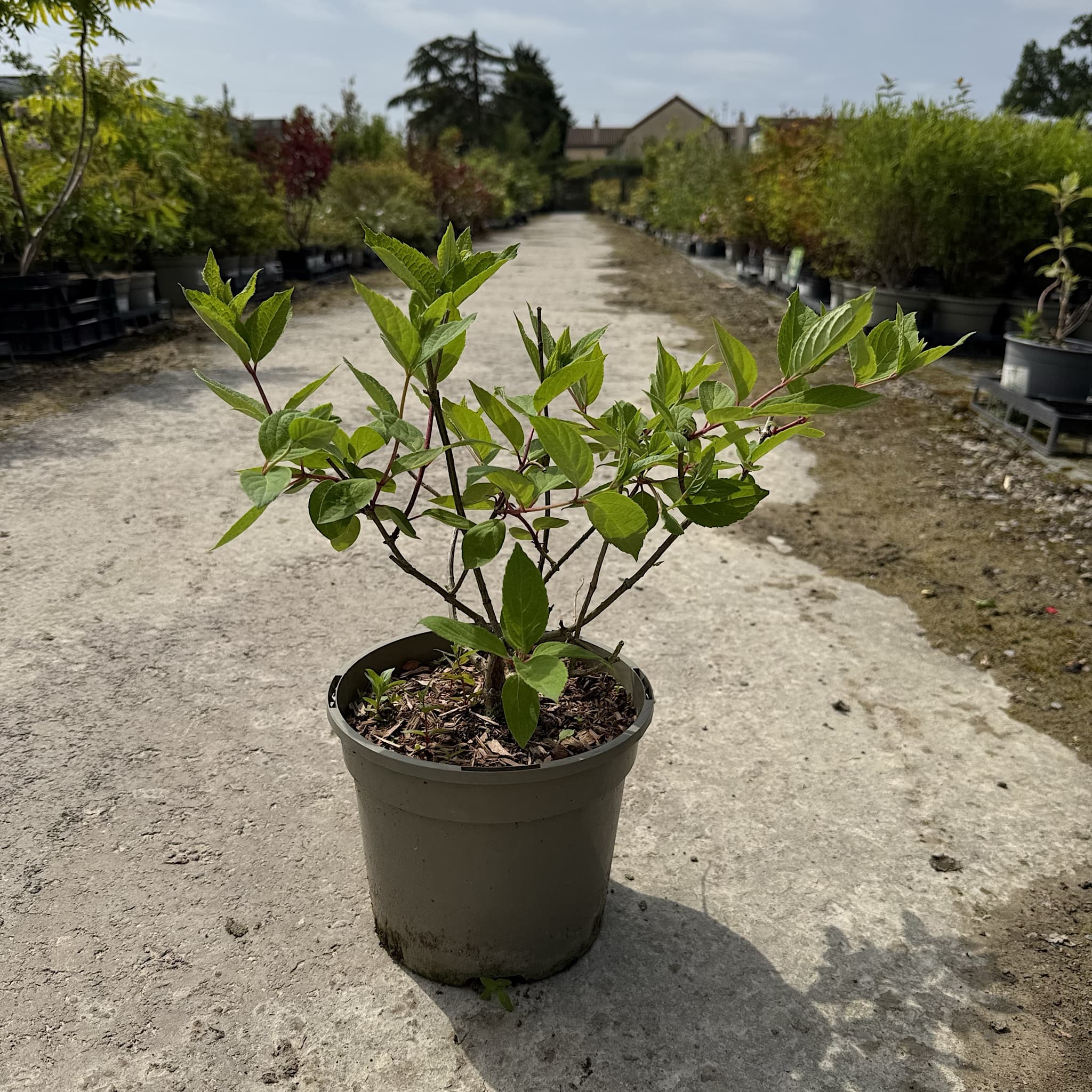 Hydrangea pan. 'Sundae Fraise'