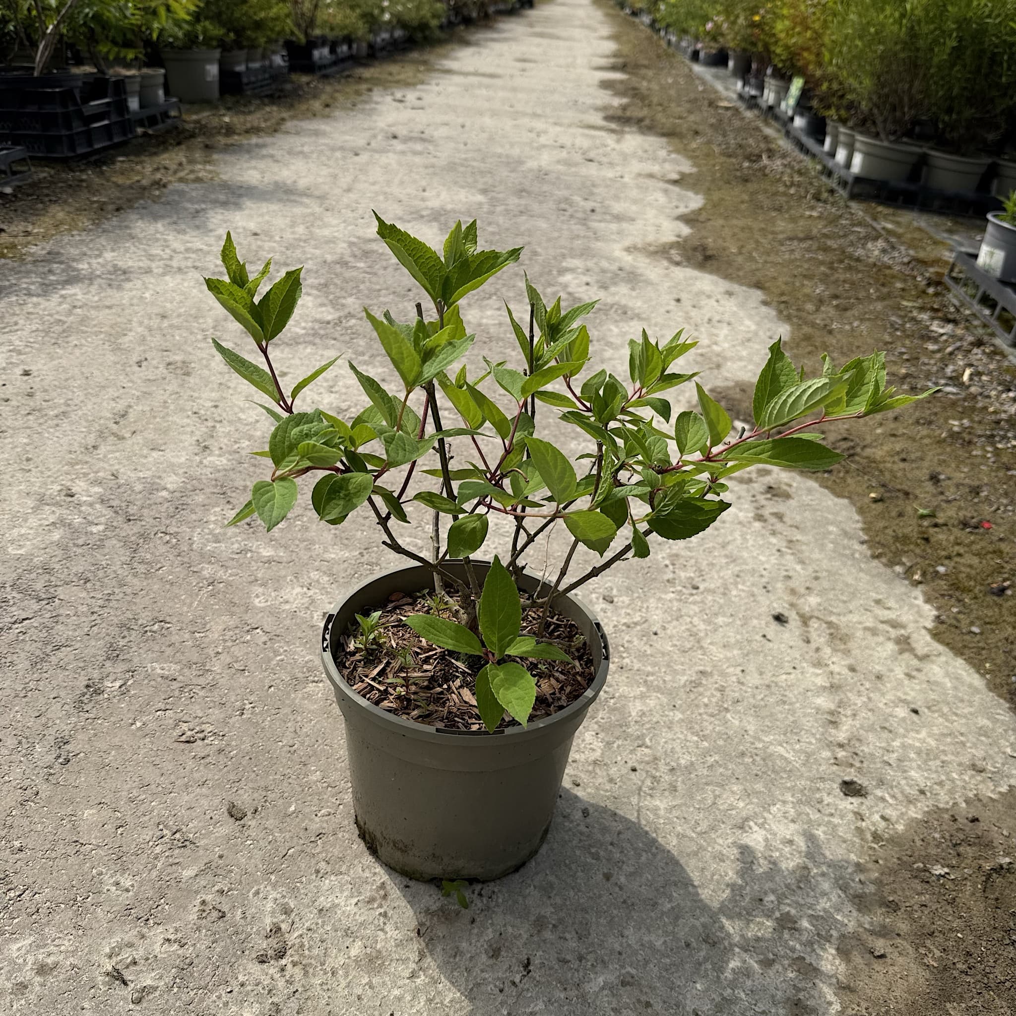 Hydrangea pan. 'Sundae Fraise'