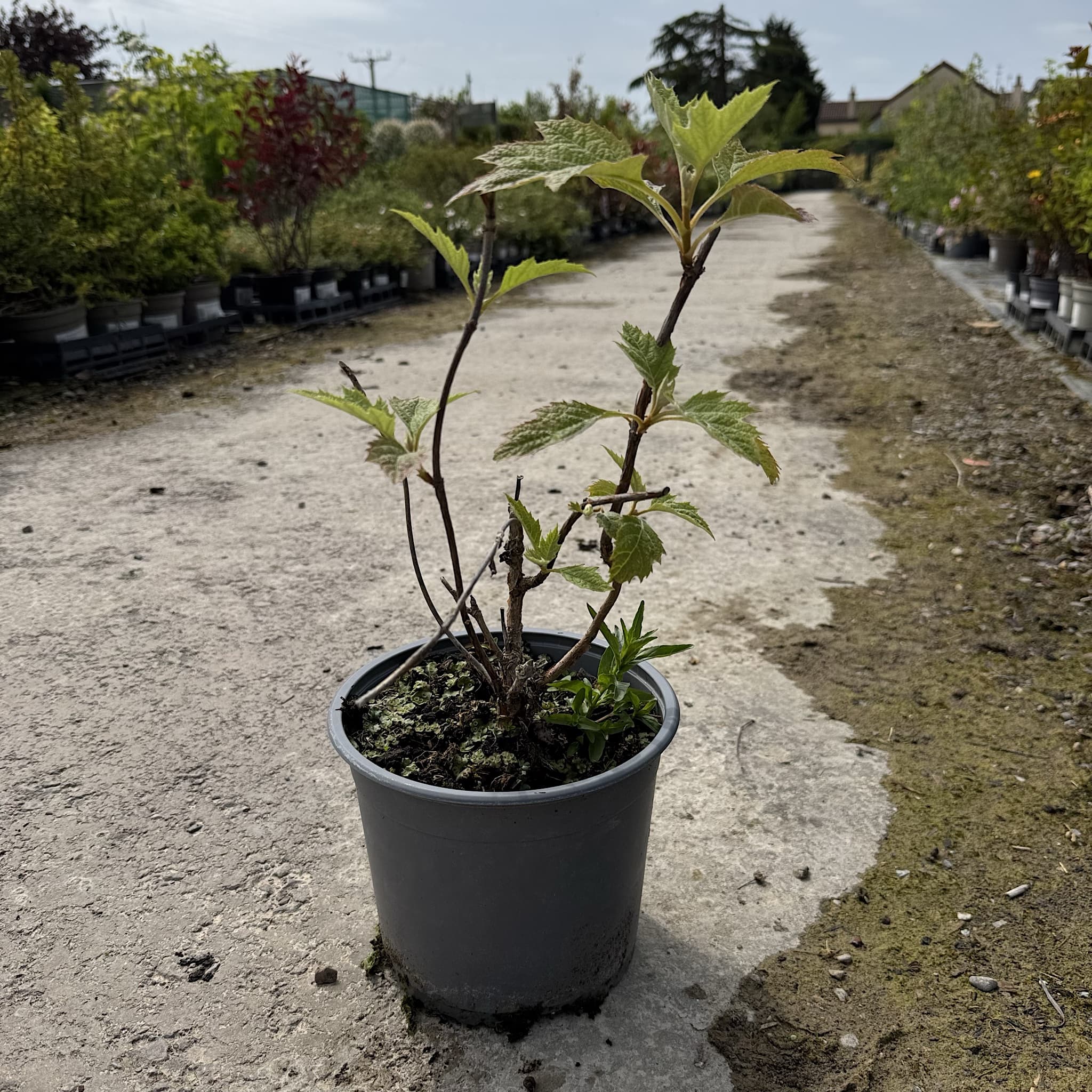 Hydrangea quercifolia 'Burgundy'