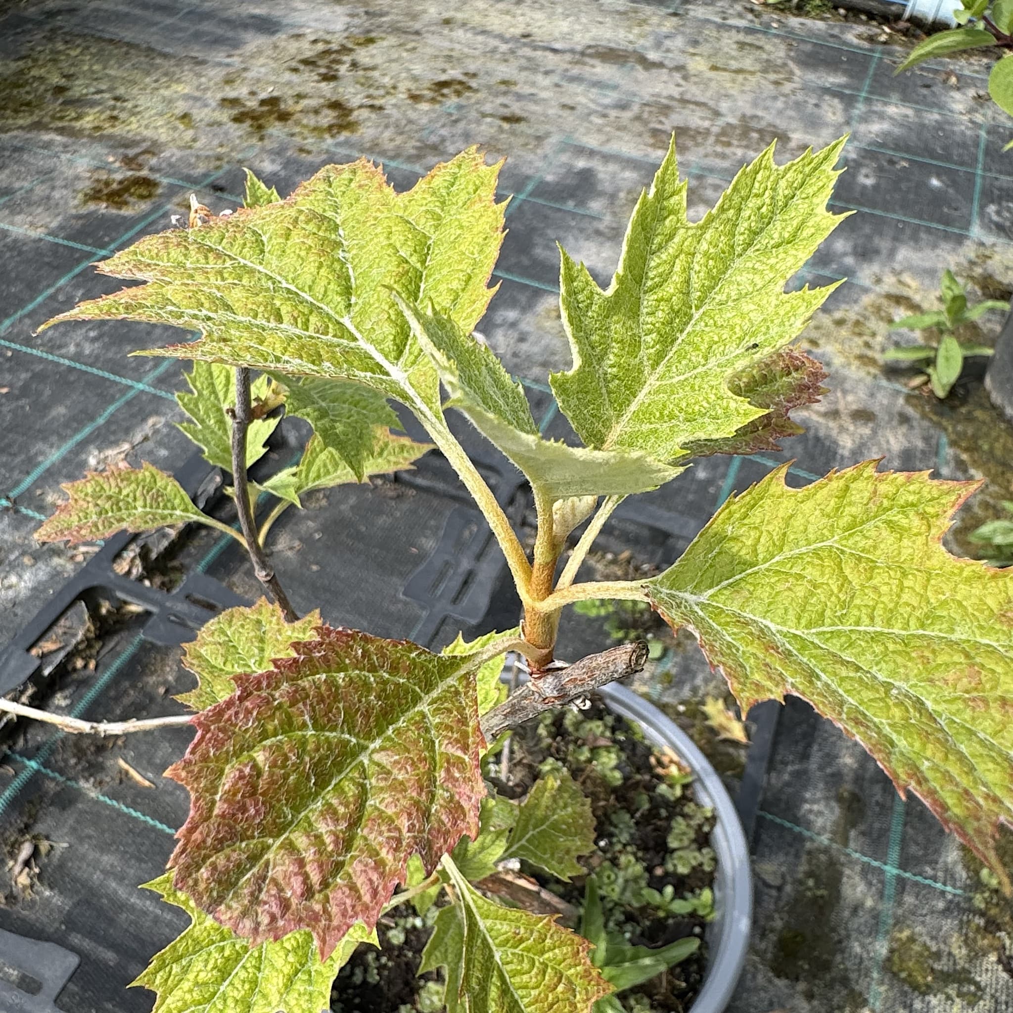 Hydrangea quercifolia 'Burgundy'